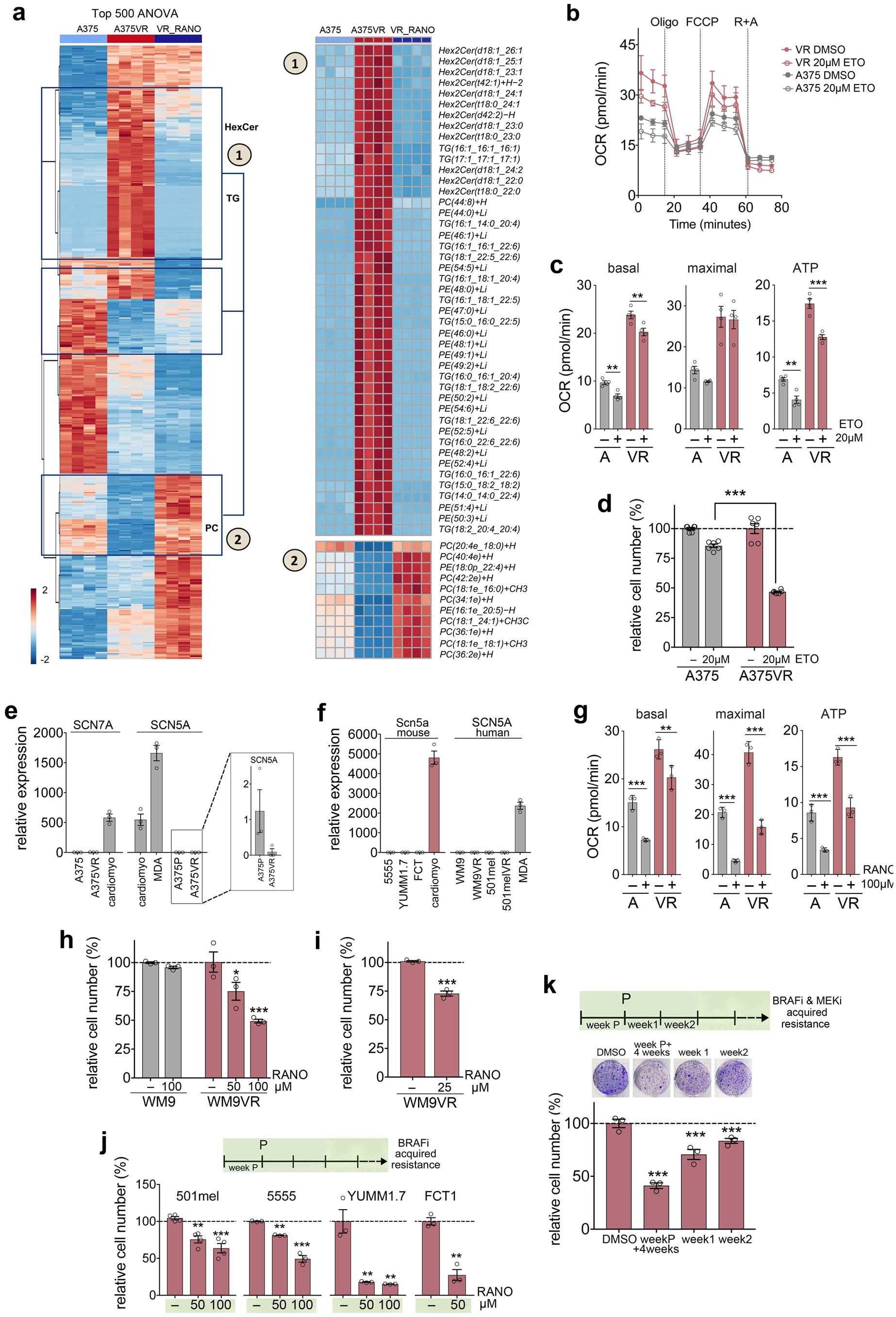 Extended Data Fig. 2: Ranolazine reverses BRAFi induced changes in the lipidome and counteracts BRAFi acquired resistance.