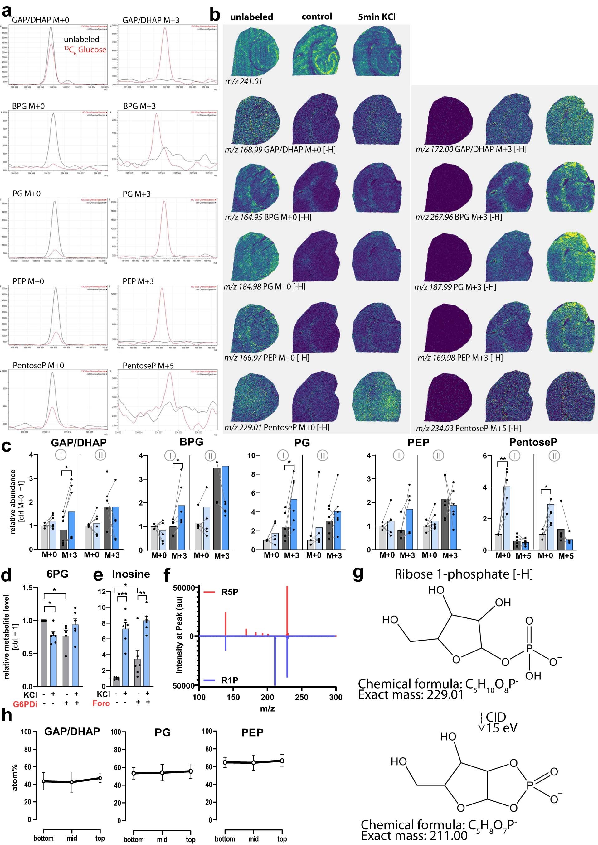 Extended Data Fig. 3: Details of 13C-glucose tracing experiments, inhibitors, depth profiling, and R1P fragmentation.