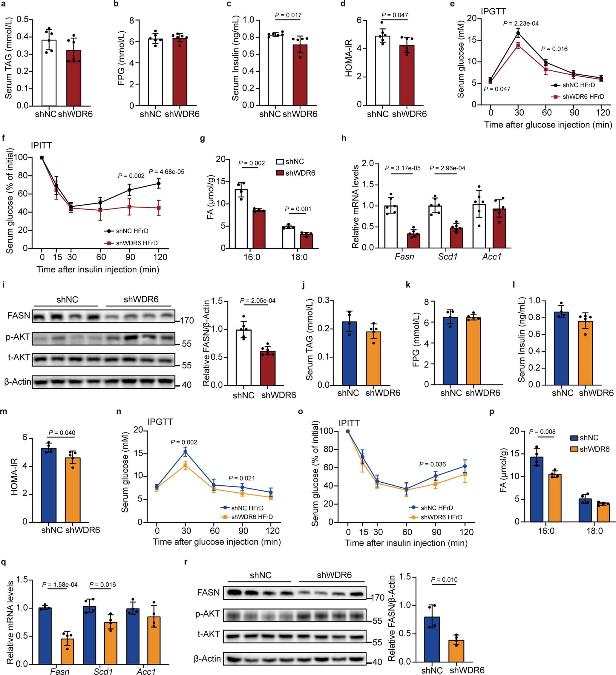Extended Data Fig. 7: Liver-specific intervention of Wdr6 can ameliorate hepatic DNL in high fructose diet feeding mice, related to Fig. 3.