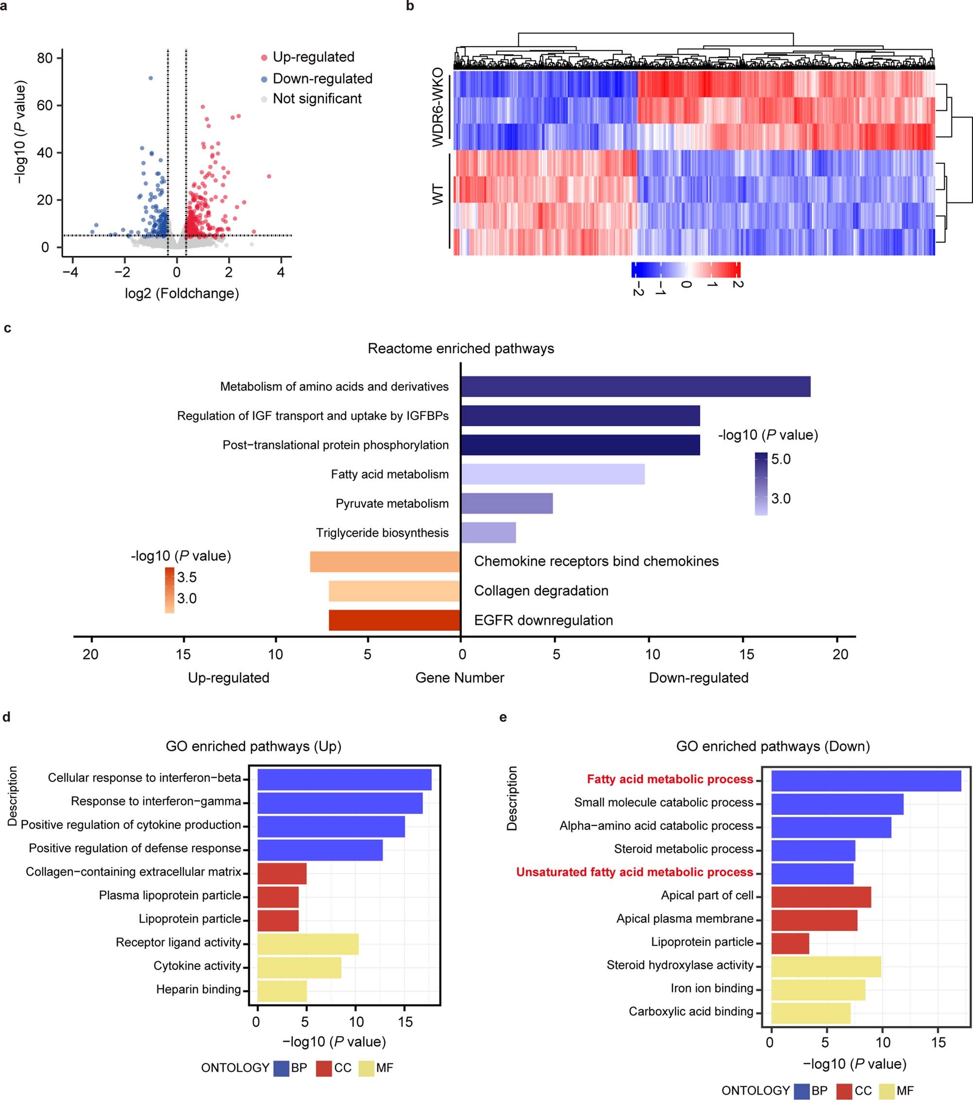 Extended Data Fig. 8: Transcriptome analysis of primary hepatocytes from WT and WDR6-WKO mice, related to Fig. 3.
