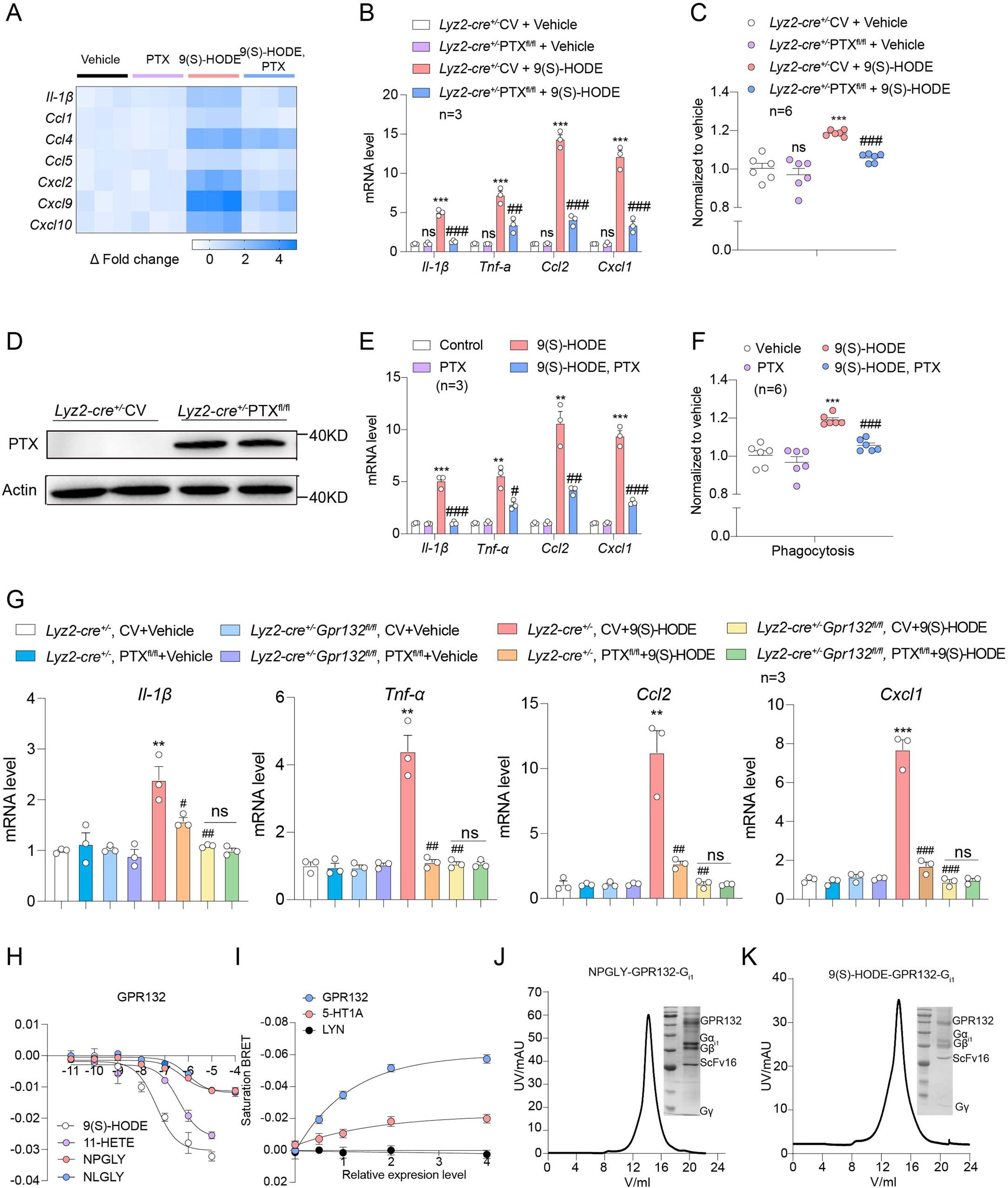 Extended Data Fig. 4: GPR132-Gi signaling contributed to the reprogramming of islet-resident macrophages and the GPR132 complexes samples preparation.