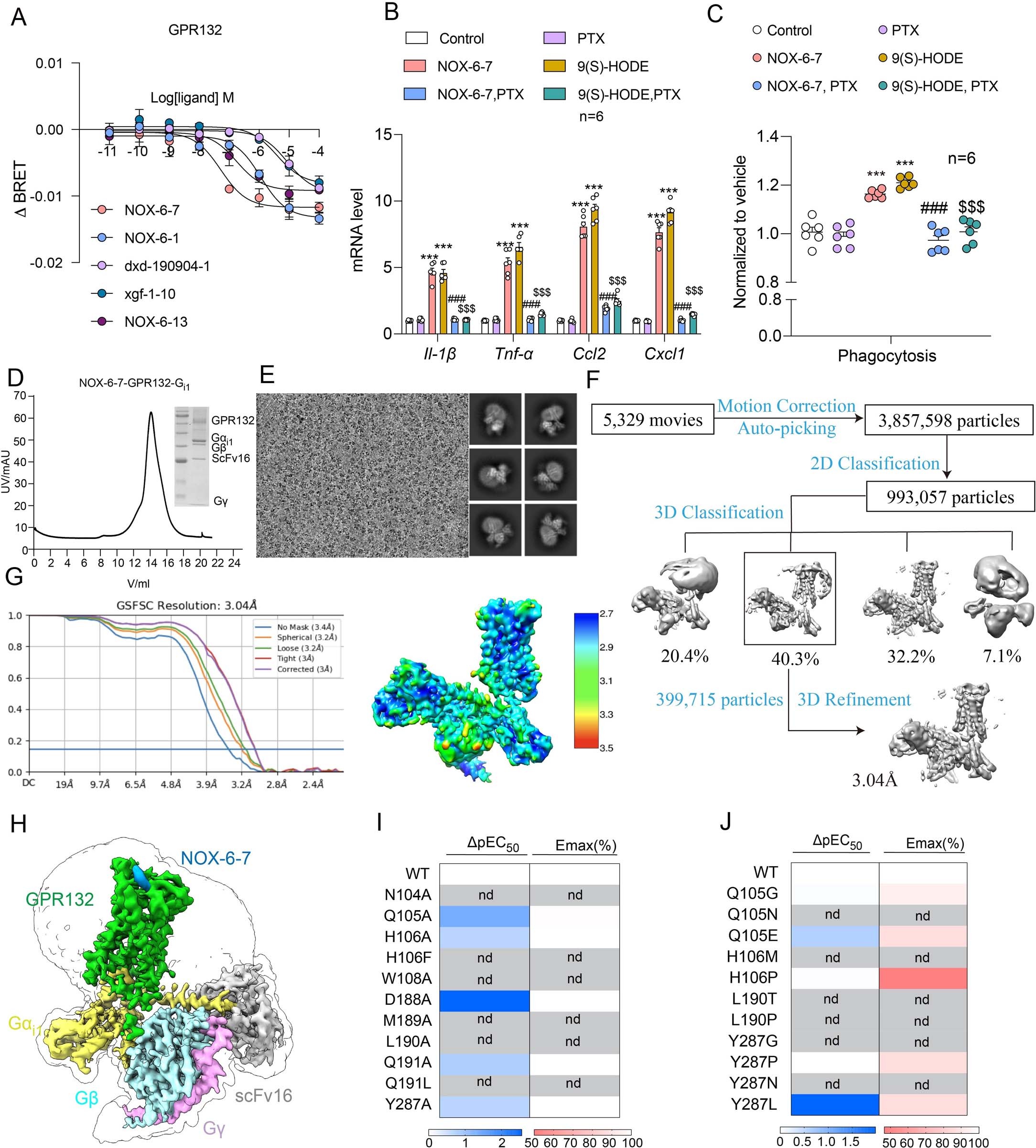 Extended Data Fig. 8: Cryo-EM data processing of NOX-6-7-GPR132-Gi1 complex and effects of residues mutations of GPR132 in response to NOX-6-7 stimulation.