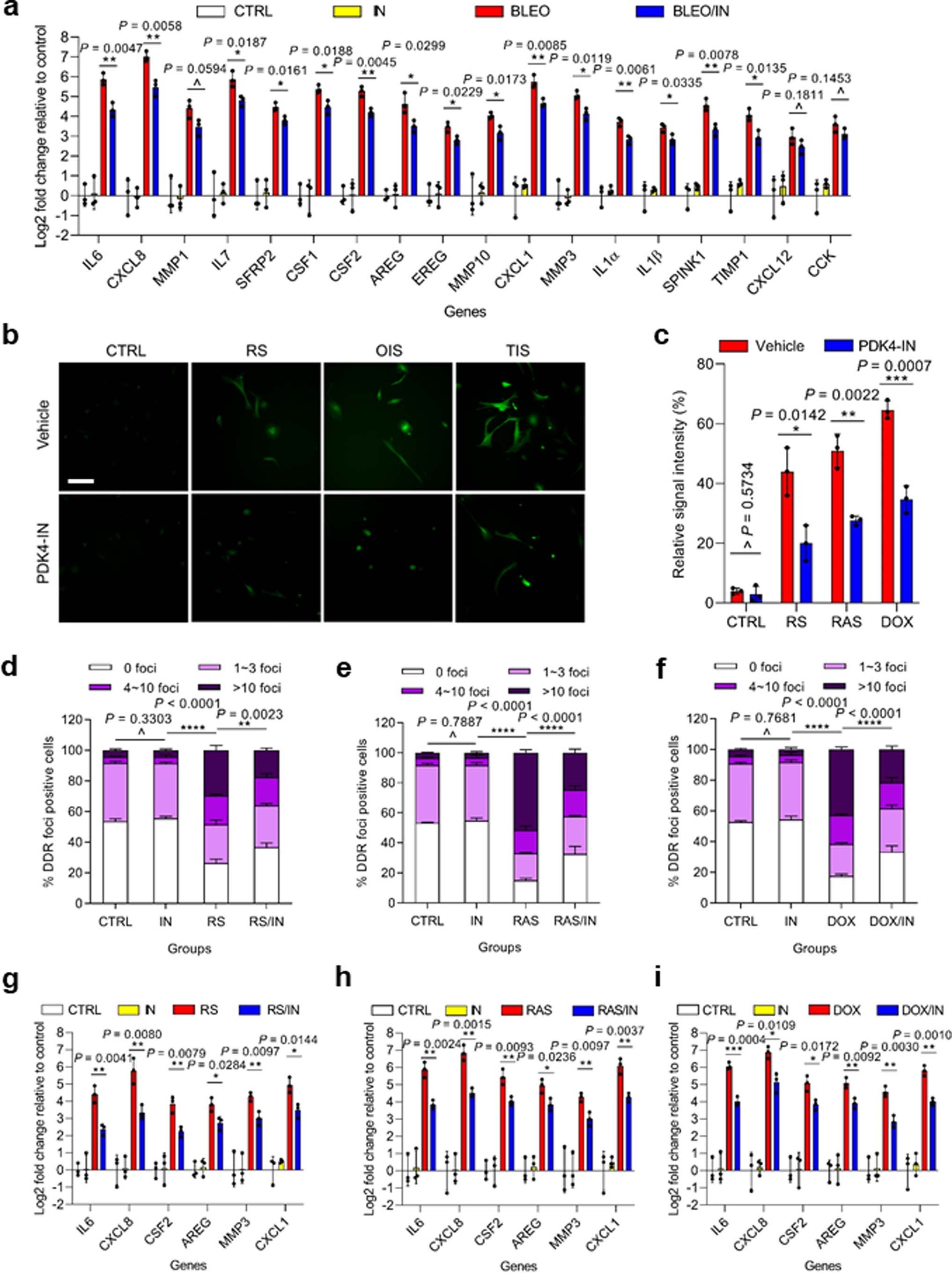 Extended Data Fig. 8: Impact of PDK4 targeting on SASP expression, ROS production and DNA damage intensity.
