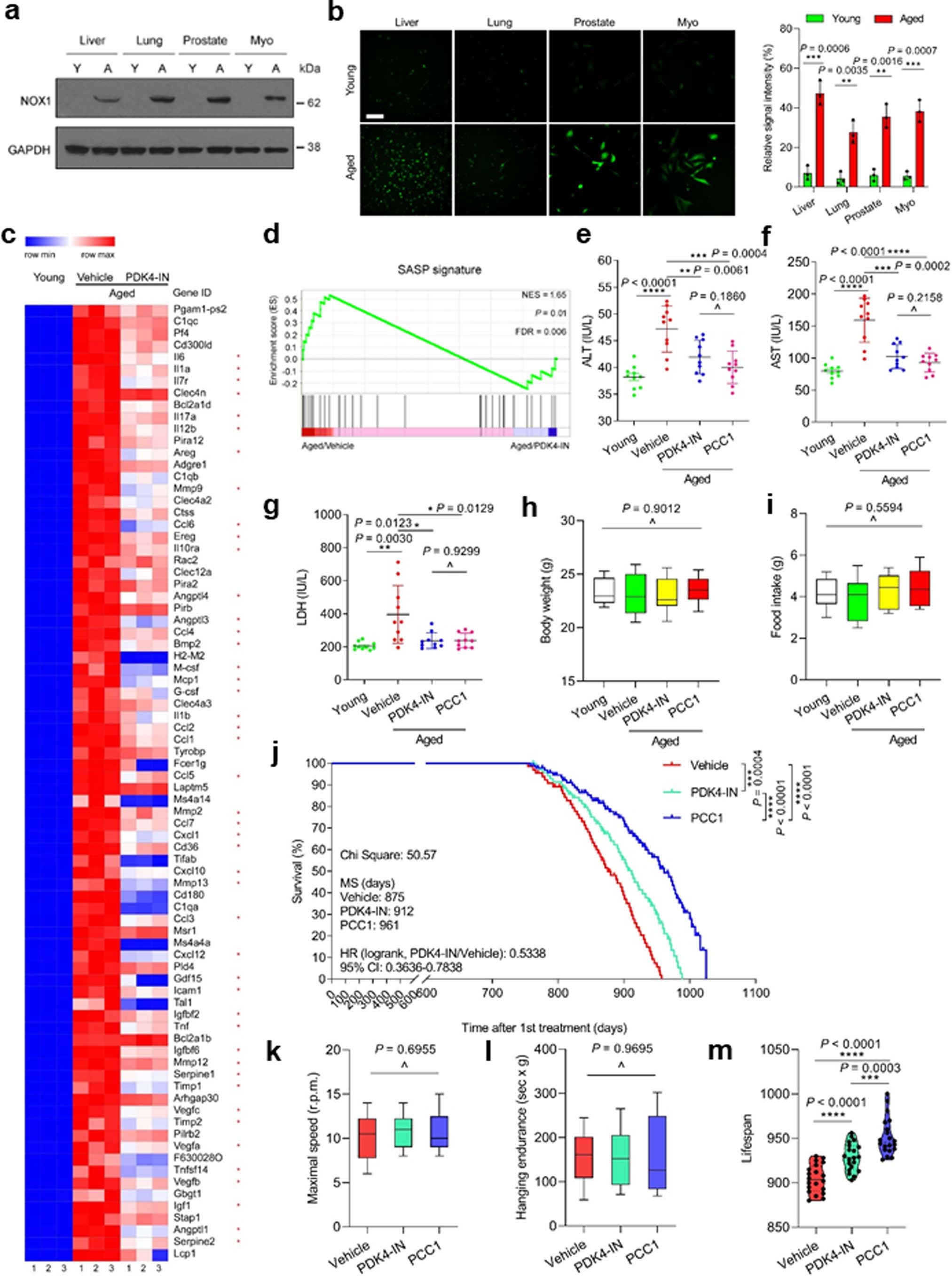 Extended Data Fig. 9: Preclinical profiling of ROS generation, liver physiological index, genome-wide expression and physical function of aged mice.