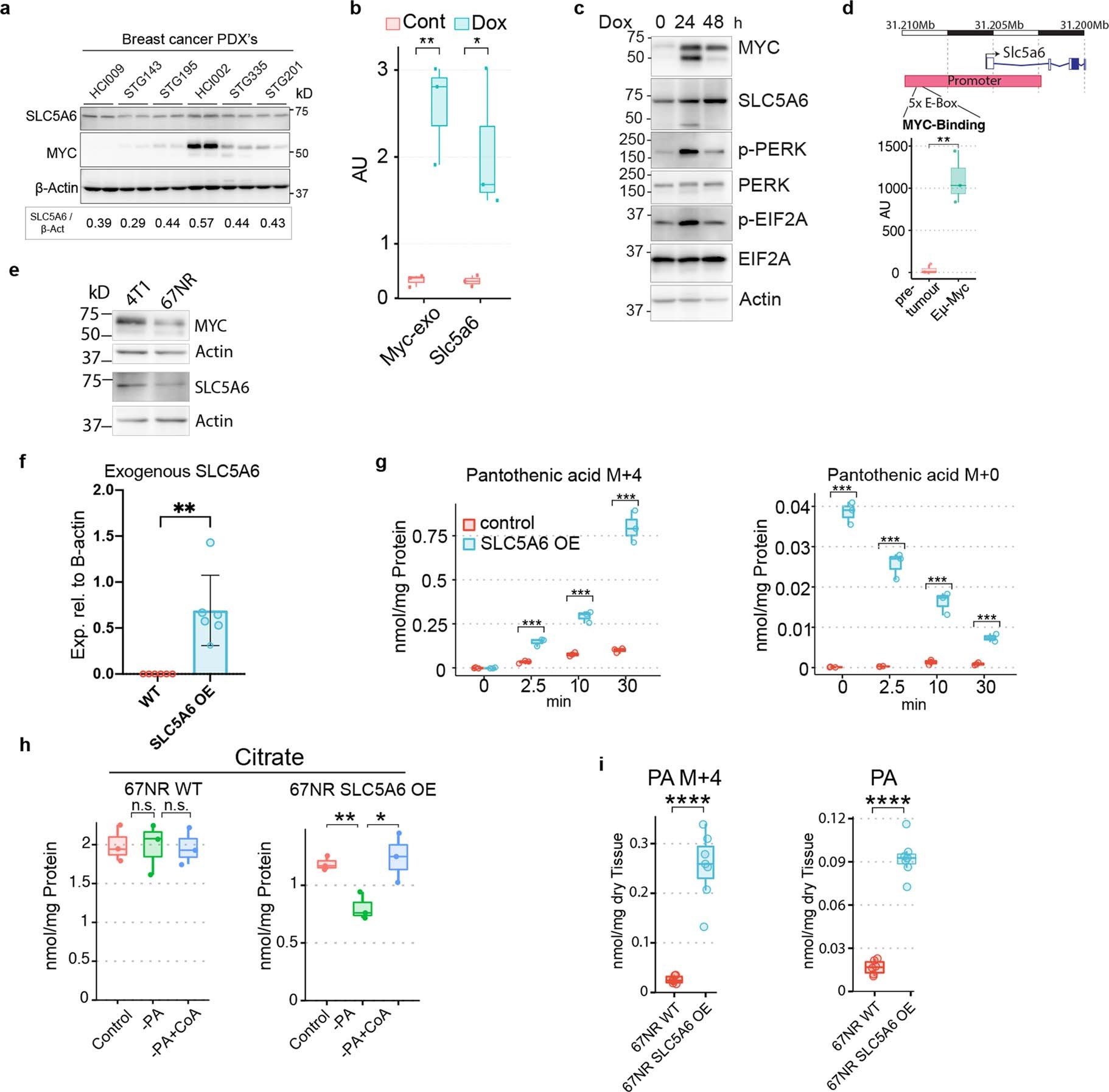 Extended Data Fig. 6: MYC upregulates SLC5A6 to increase PA uptake.