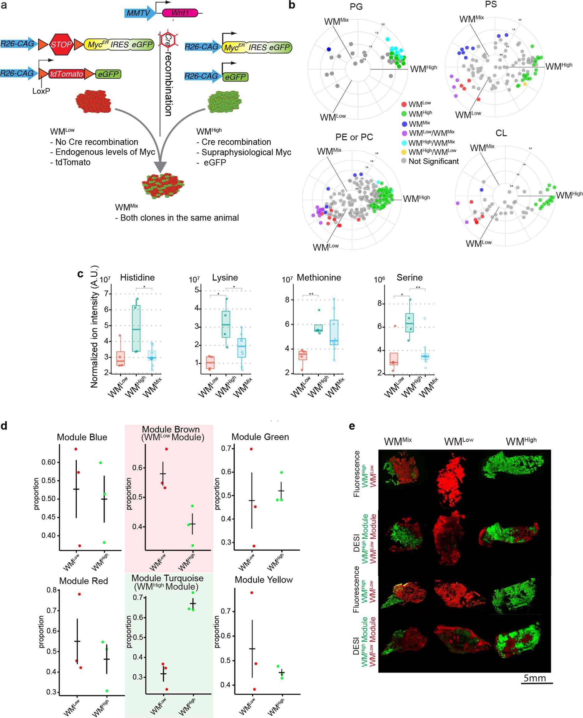Extended Data Fig. 1: WM tumors were analyzed with LC–MS analysis and spatial metabolomics by DEFFI.