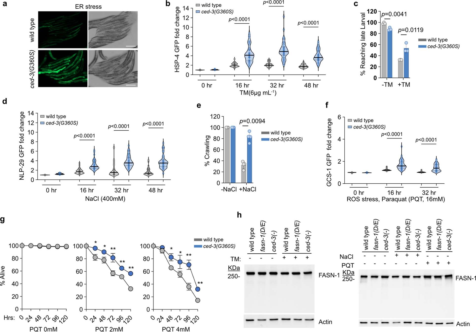 Extended Data Fig. 4: Elevated ER, osmotic and ROS stress responses in ced-3(G360S) active site mutant animals and in vivo expression of cleavage resistant fasn-1(D/E) protein.