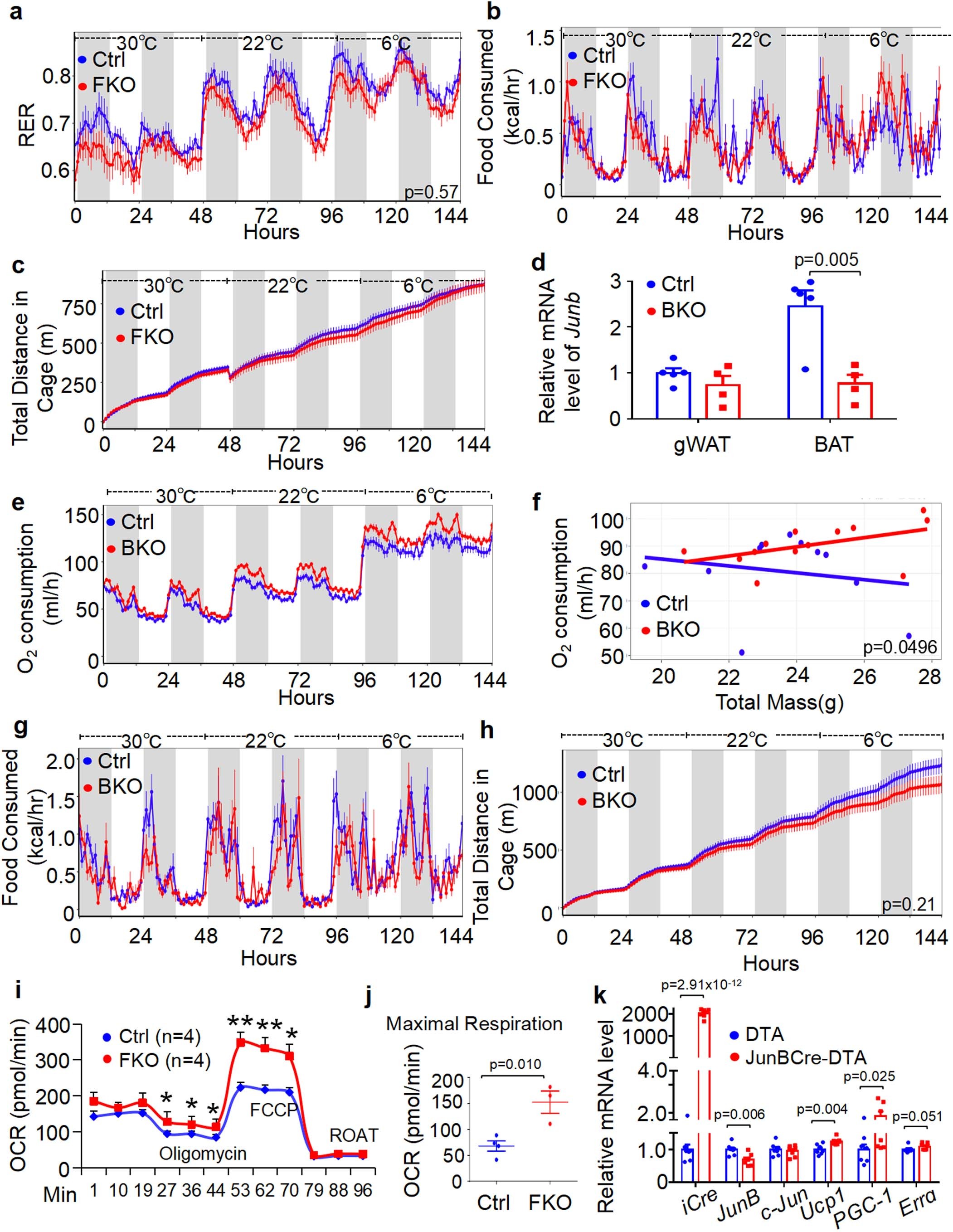 Extended Data Fig. 3: Both JunB FKO and BKO mice display enhanced energy expenditure and cold adaptation, related to Fig. 3.