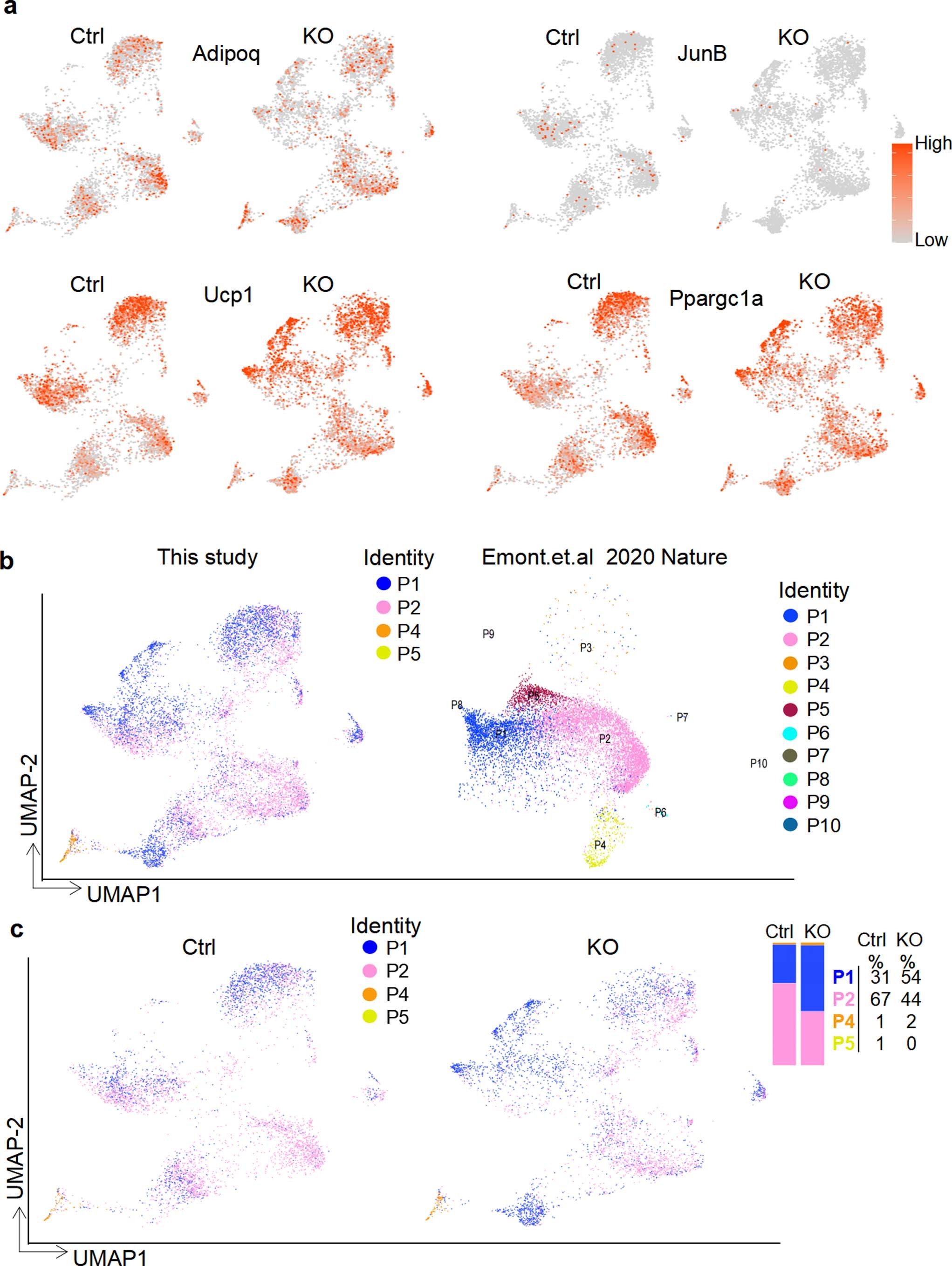 Extended Data Fig. 8: JunB deficiency enhances adipocyte thermogenic capacity in vivo, related to Fig. 5.