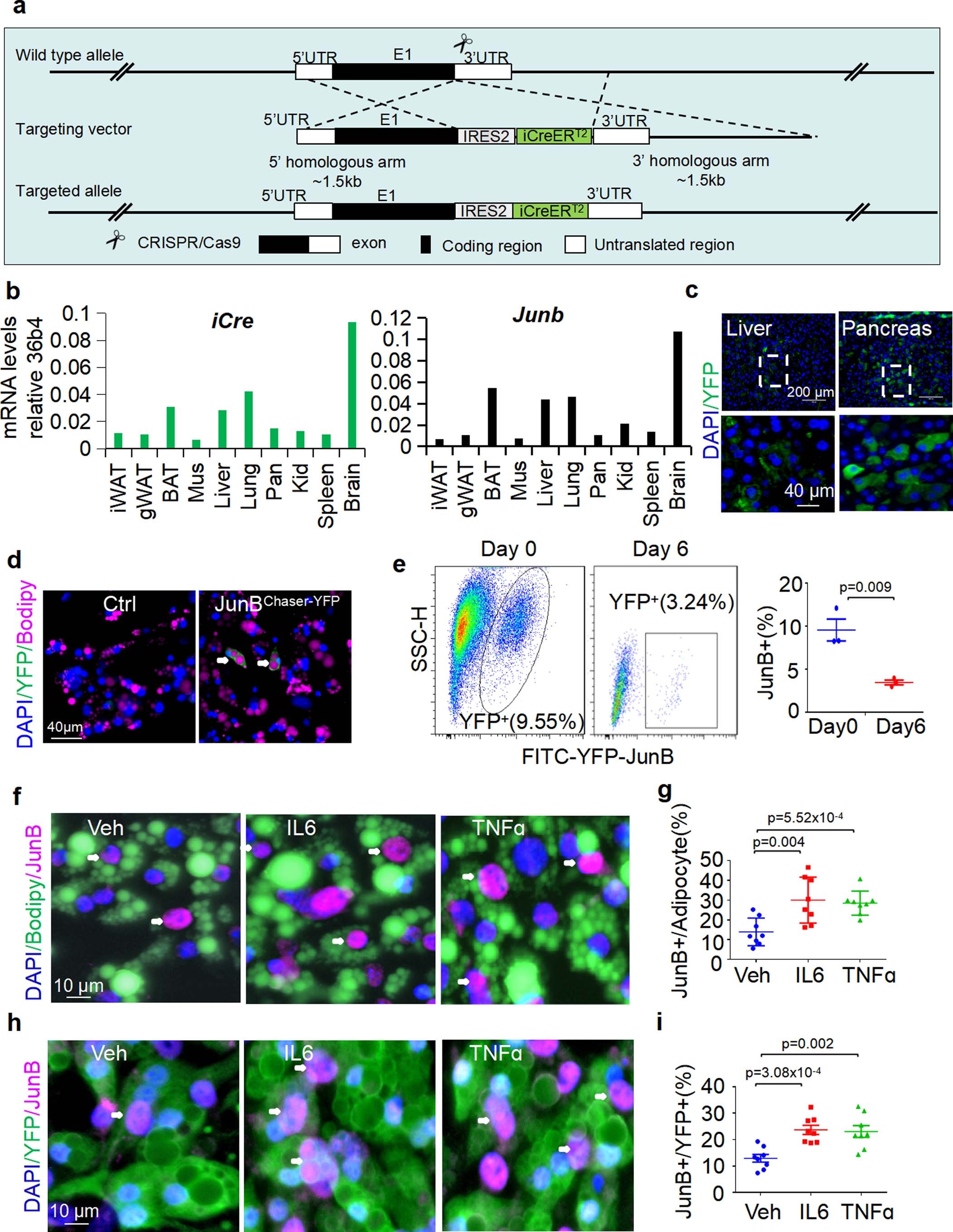 Extended Data Fig. 2: The JunB Chaser mouse model was generated to show the presence of JunB-expressing adipocytes in fat, related to Fig. 2.