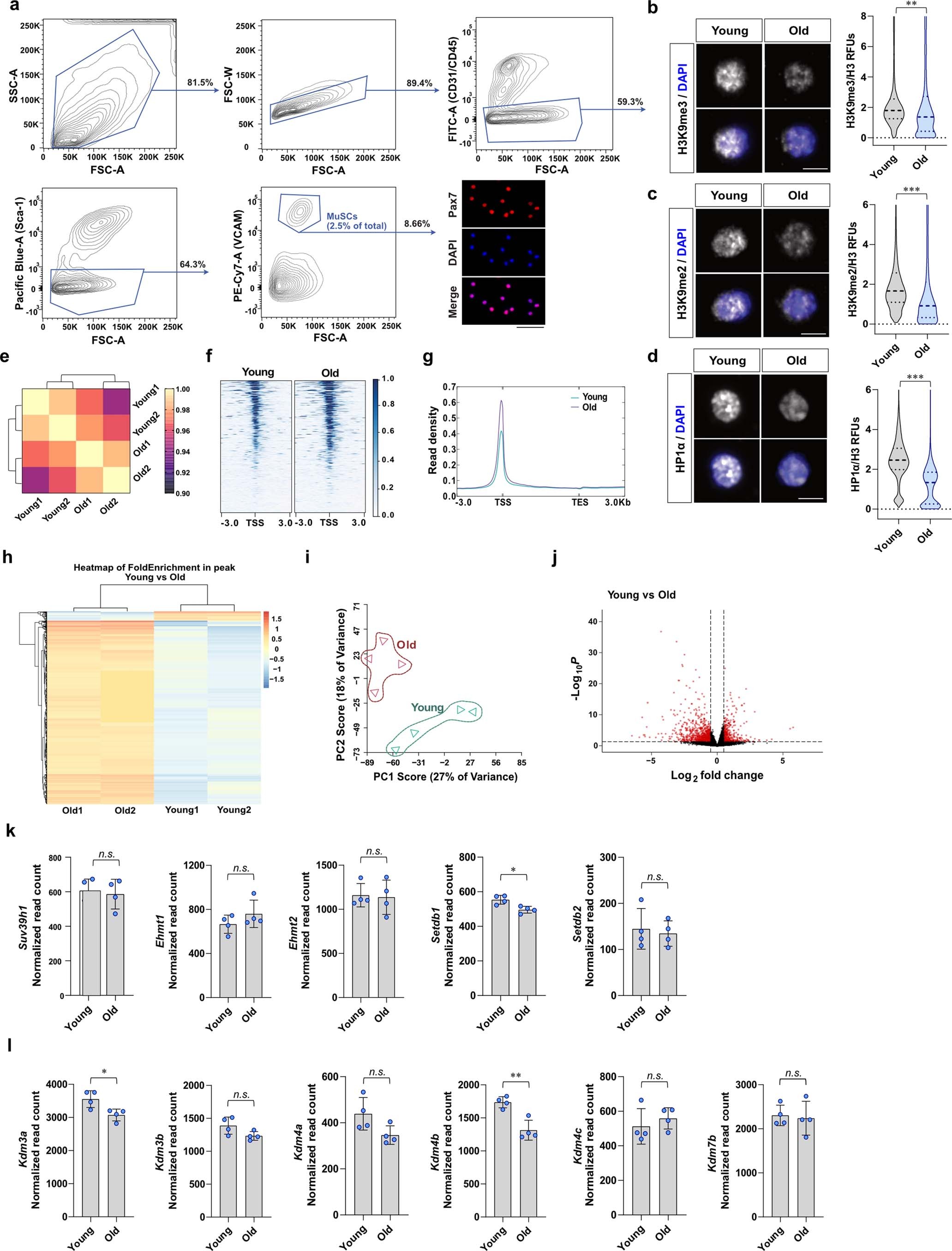 Extended Data Fig. 1: Differential chromatin accessibility and gene expression in young and old MuSCs.