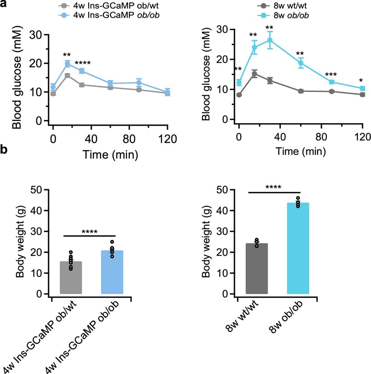 Extended Data Fig. 7: Physiology phenotypes of 4-week and 8-week ob/ob mice.