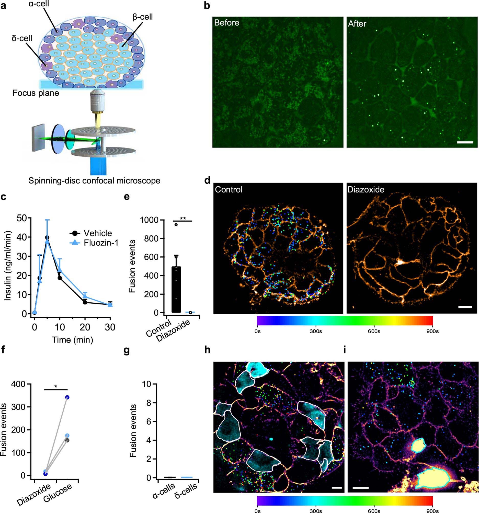 Extended Data Fig. 1: Visualization of zinc flickers by spinning-disc confocal microscopy.