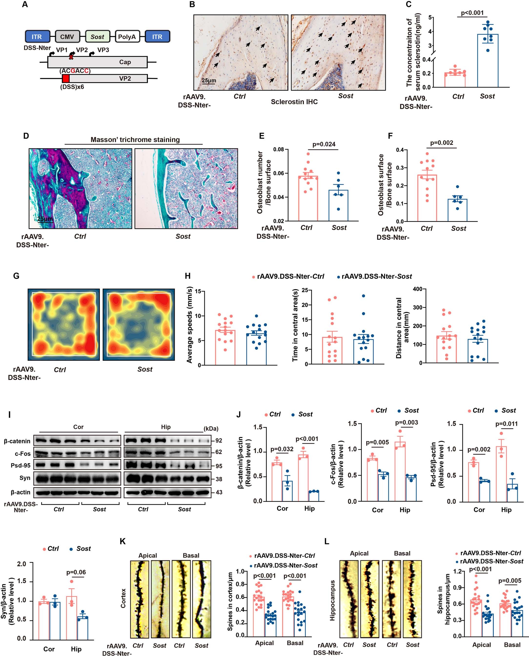 Extended Data Fig. 3: Boosting osteocyte-derived sclerostin levels impairs synaptic plasticity and cognitive function in aged mice.