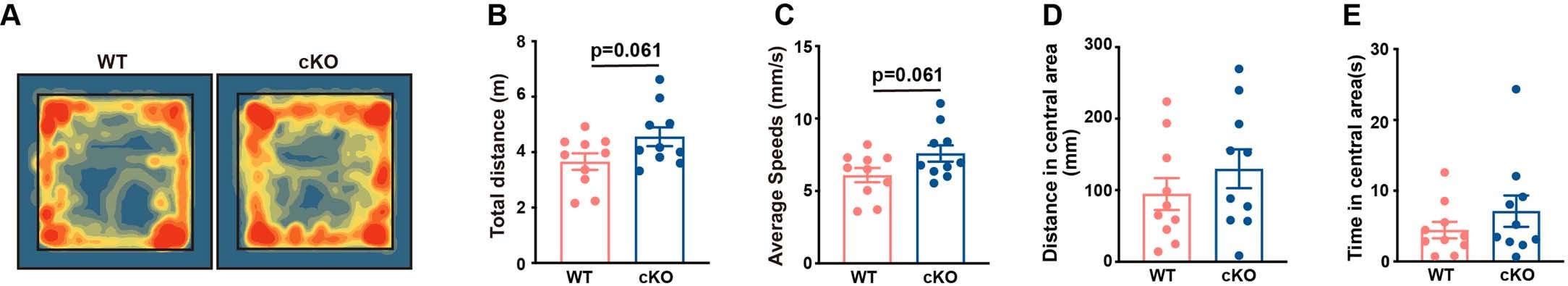 Extended Data Fig. 5: Decreasing osteocyte-derived sclerostin levels alleviates cognitive impairment and synaptic deficits in aged mice.