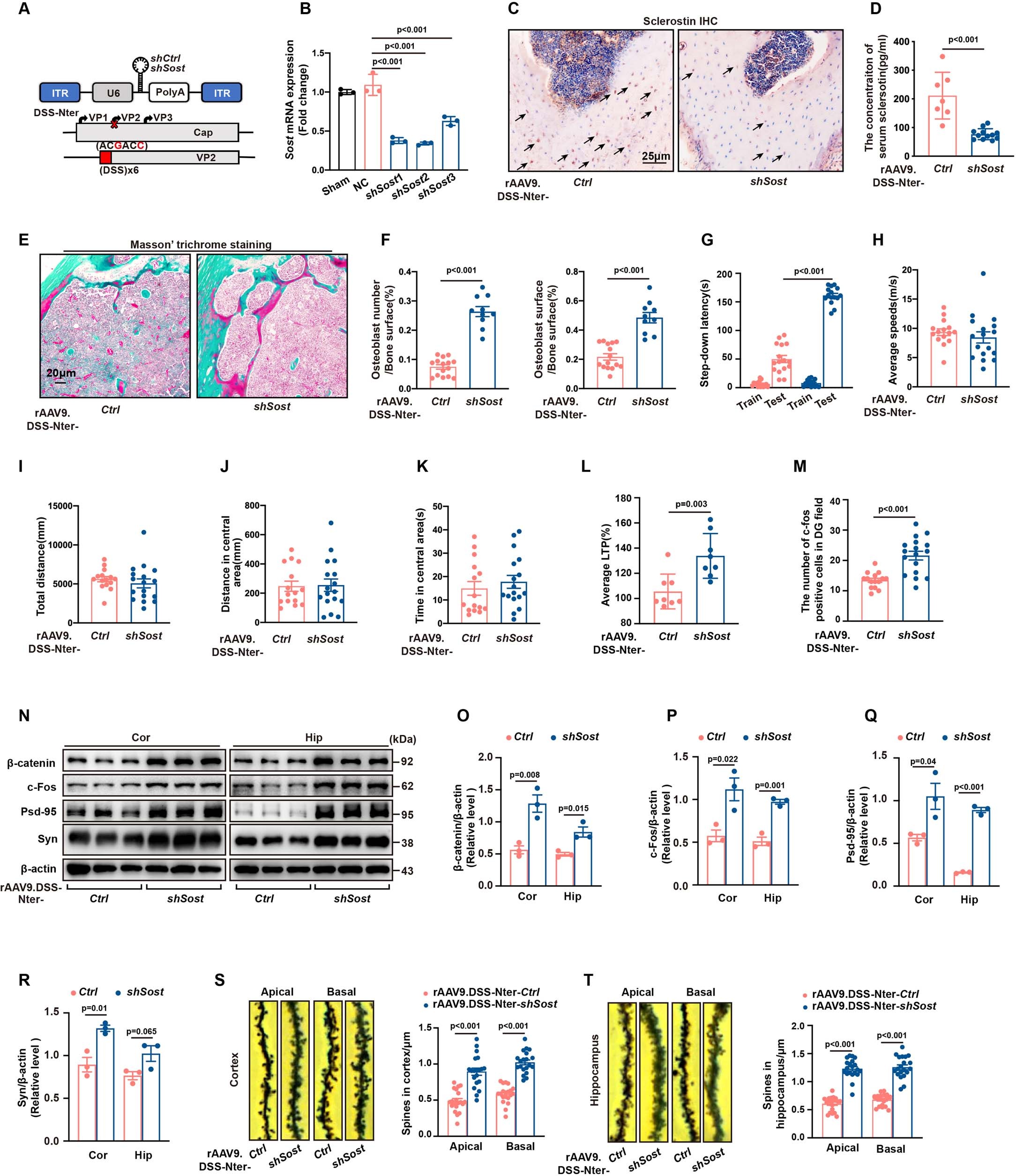 Extended Data Fig. 6: Decreasing osteocyte-derived sclerostin levels alleviates cognitive impairment and synaptic deficits in aged mice.