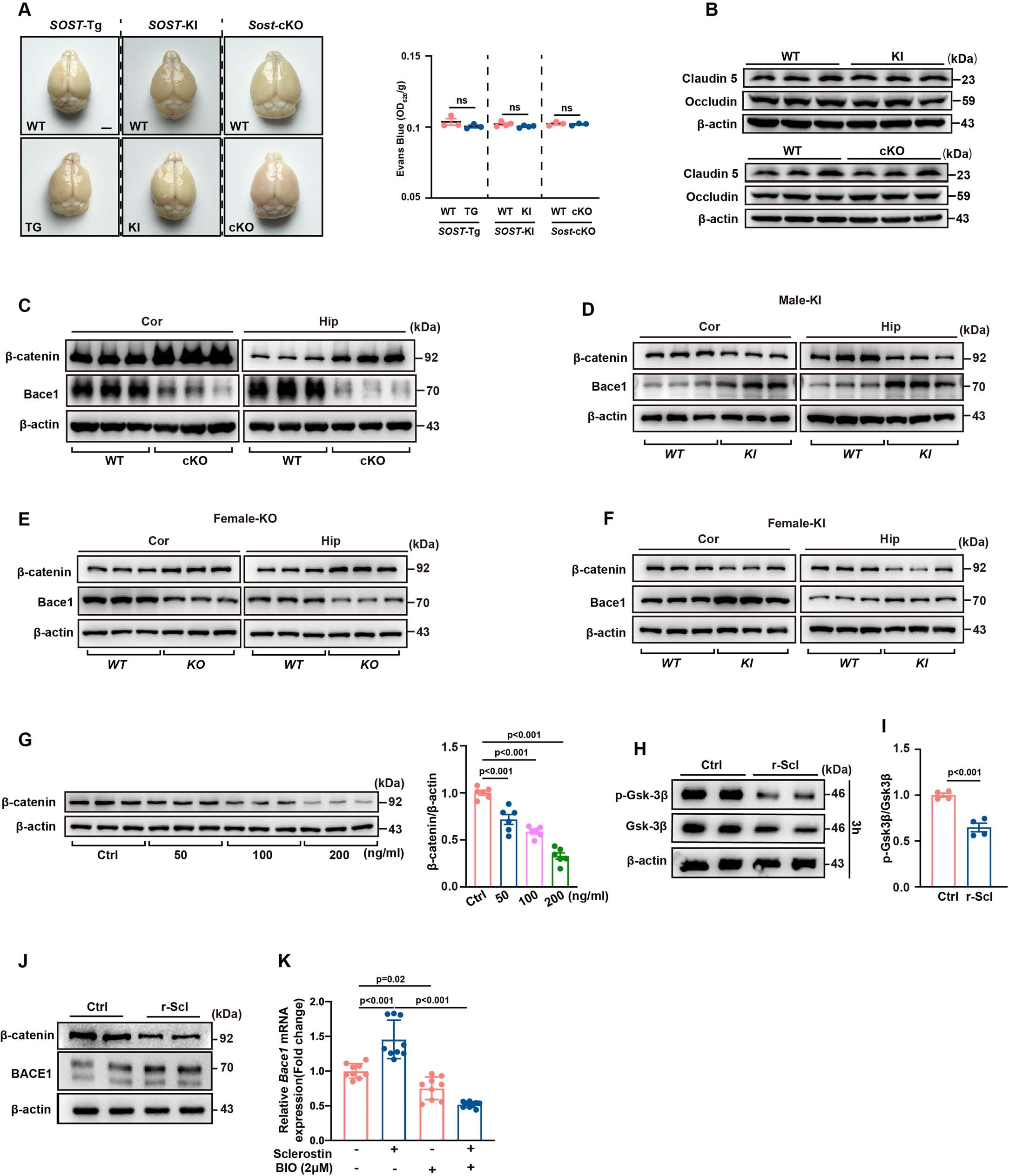 Extended Data Fig. 7: Sclerostin accelerates Αβ production via the Lrp6/β-catenin/BACE1 pathway.