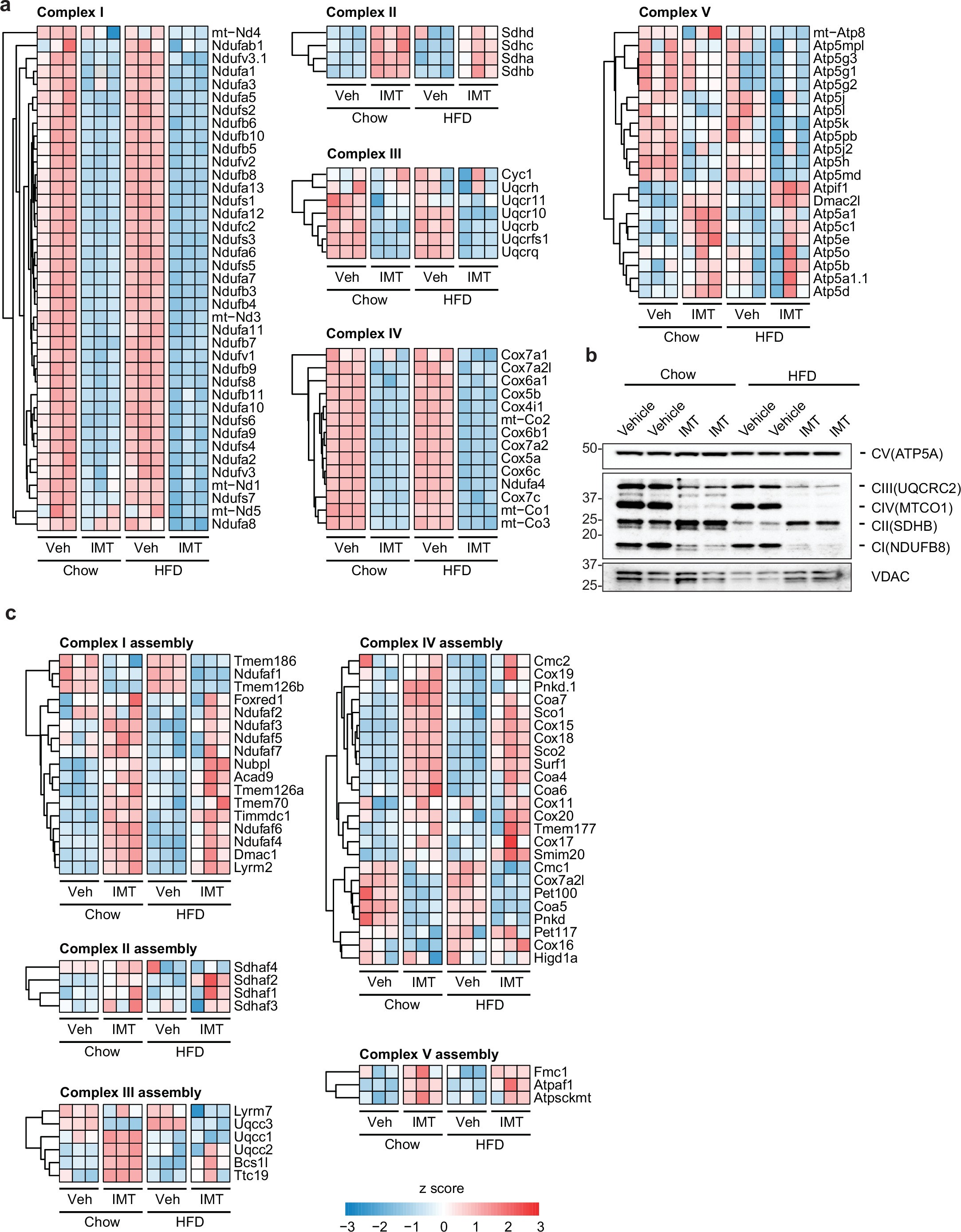 Extended Data Fig. 7: IMT treatment rewires OXPHOS.