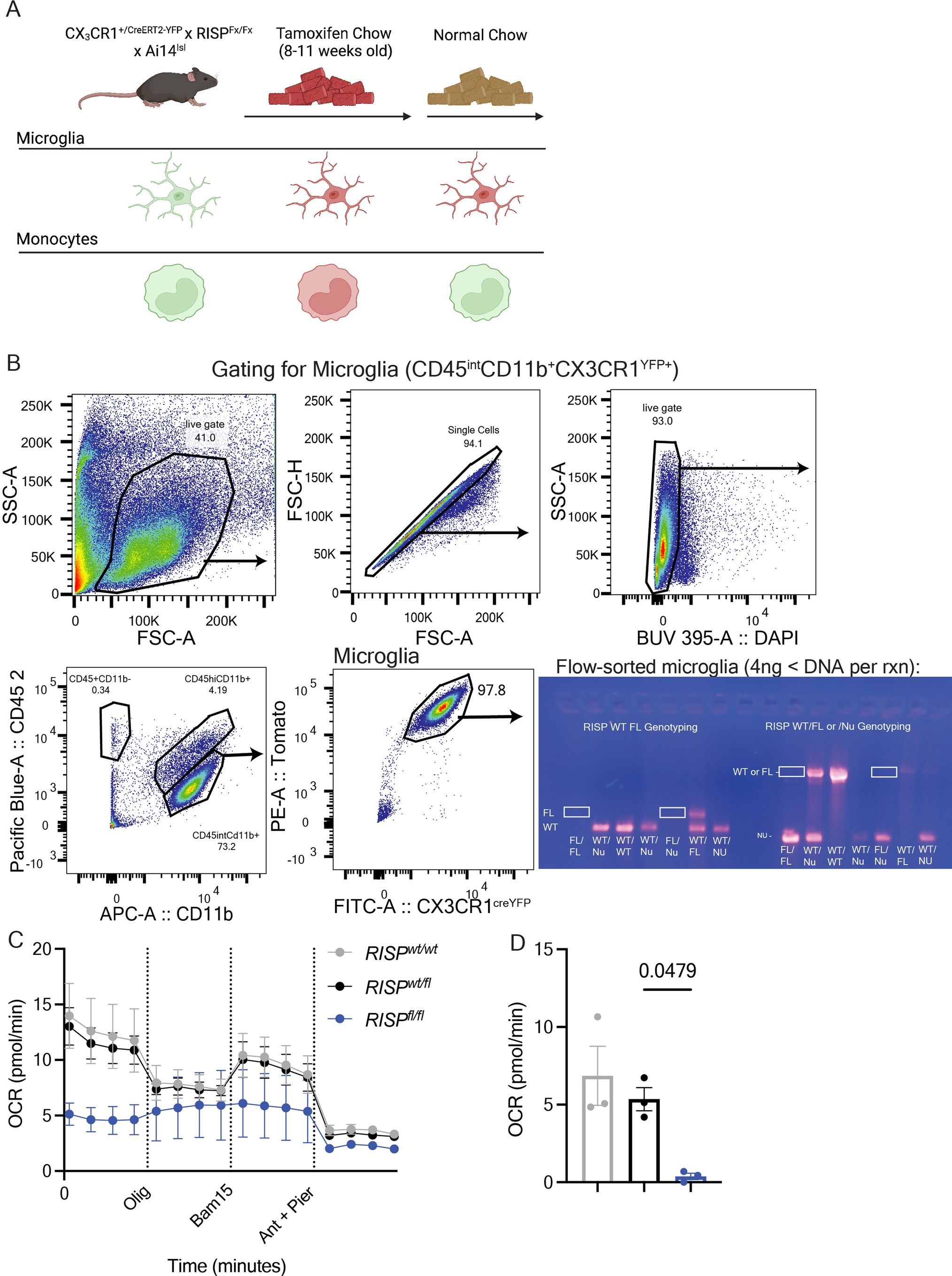 Extended Data Fig. 1: Tamoxifen treatment generates stable, RC-deficient microglia population.