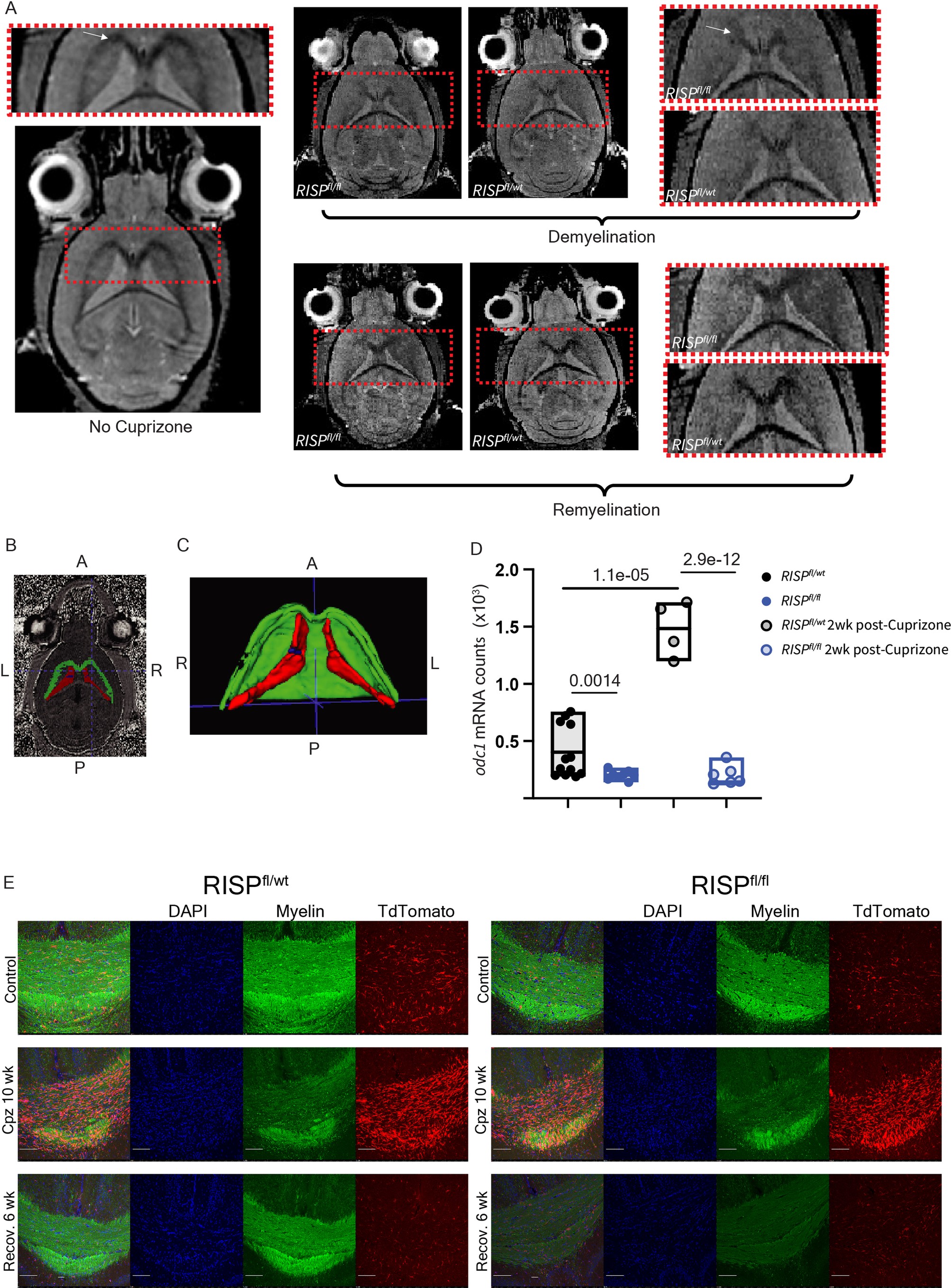 Extended Data Fig. 3: Remyelination following cuprizone treatment requires mitochondrial complex III function in microglia.