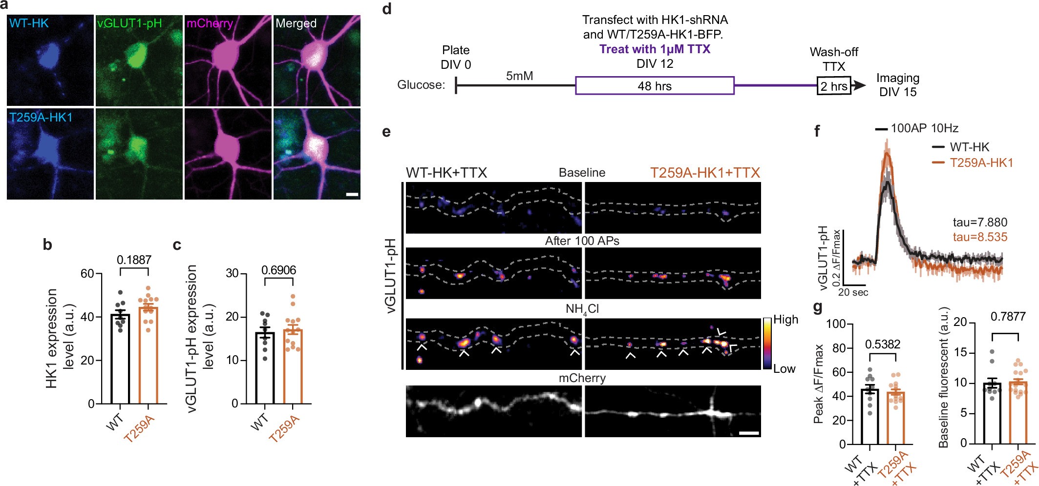 Extended Data Fig. 7: Hexokinase 1 O-GlcNAcylation and neuronal functional measurements.