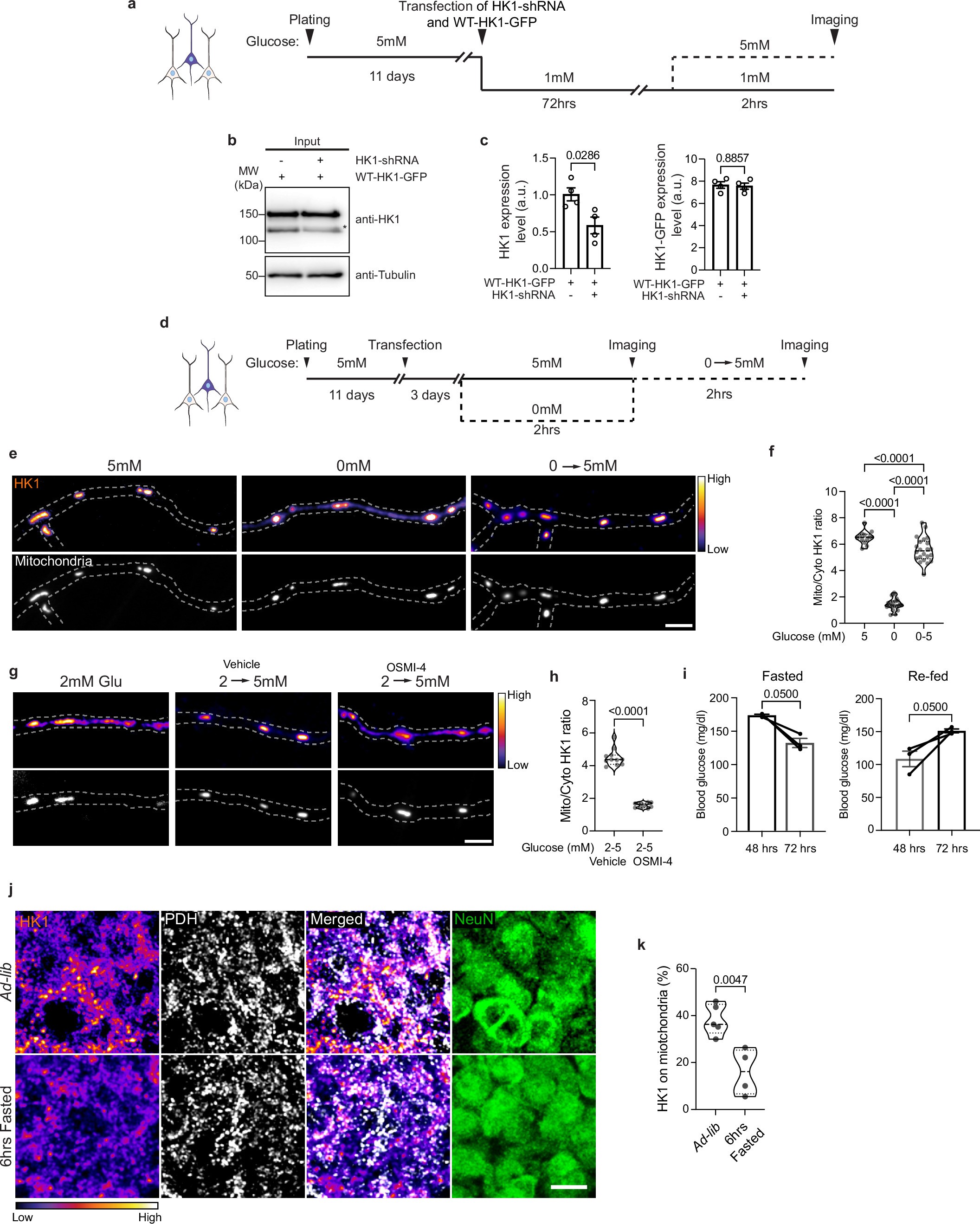 Extended Data Fig. 1: The mitochondrial localization of Hexokinase 1 depends on glucose metabolism.