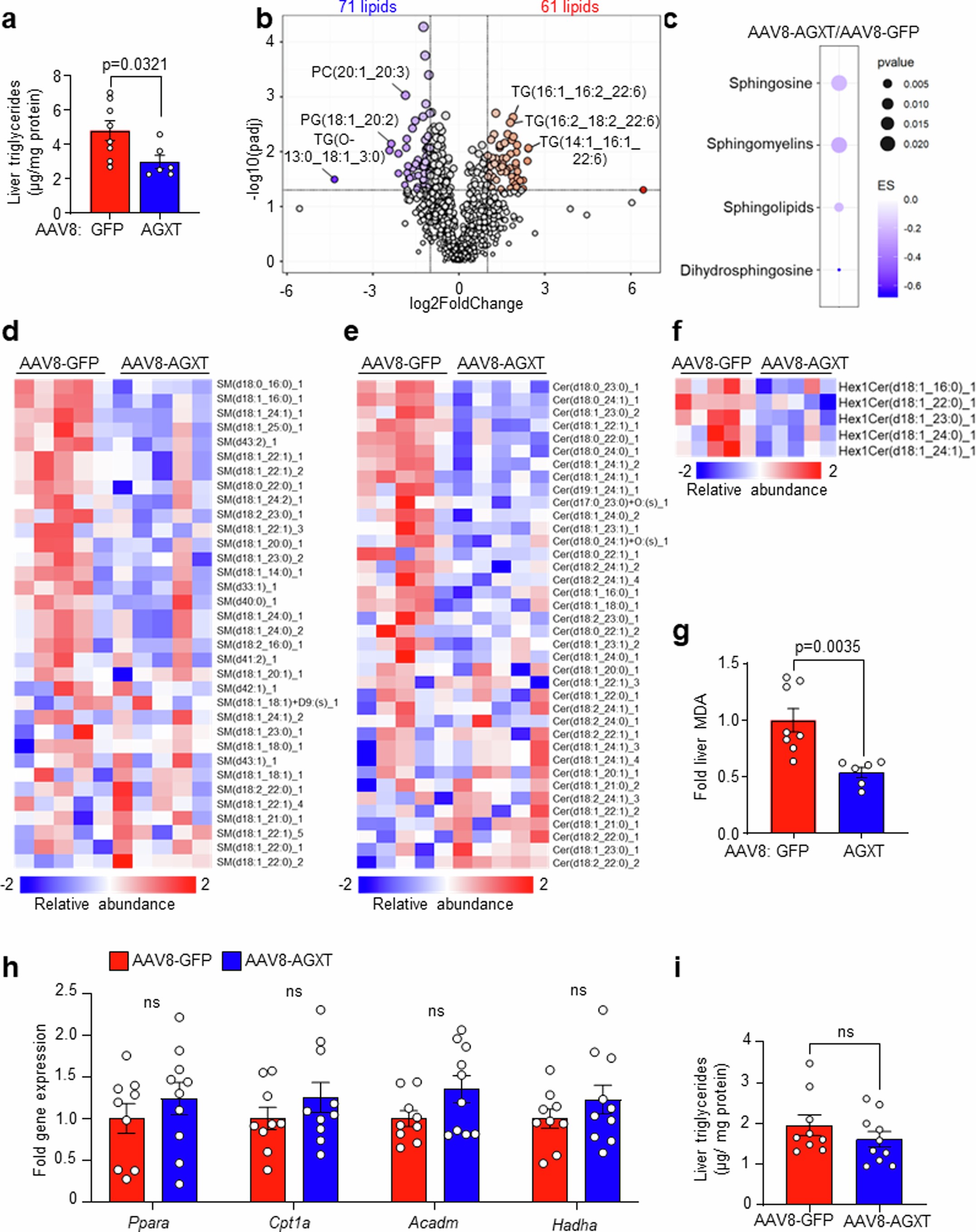 Extended Data Fig. 5: Effects of hepatocyte-specific overexpression of AGXT on hepatic lipids on MASH or standard chow diet.