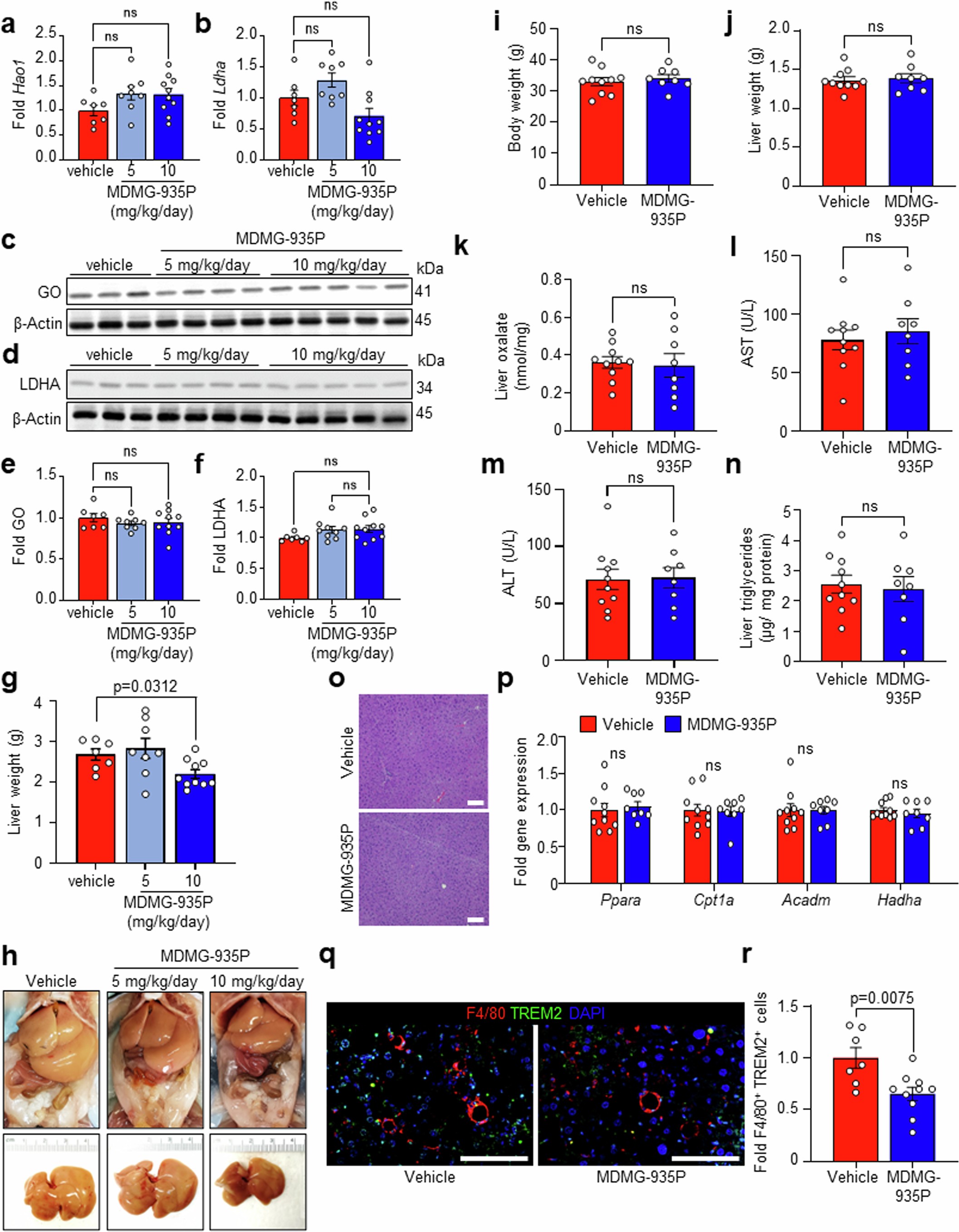 Extended Data Fig. 10: Effects of MDMG-935P treatment on MASH or standard chow diet.