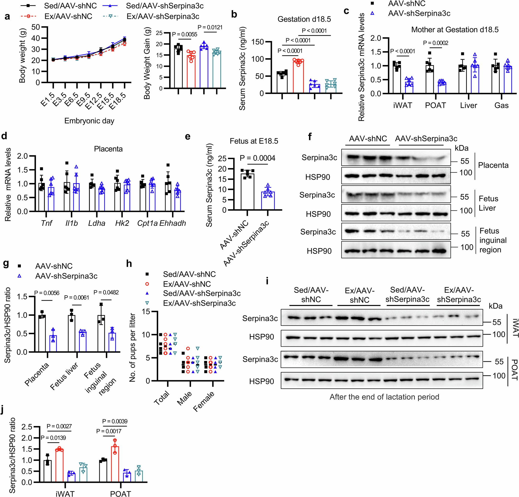 Extended Data Fig. 3: The impact of WATs-specific knockdown of Serpina3c on the pregnant dams and fetuses.