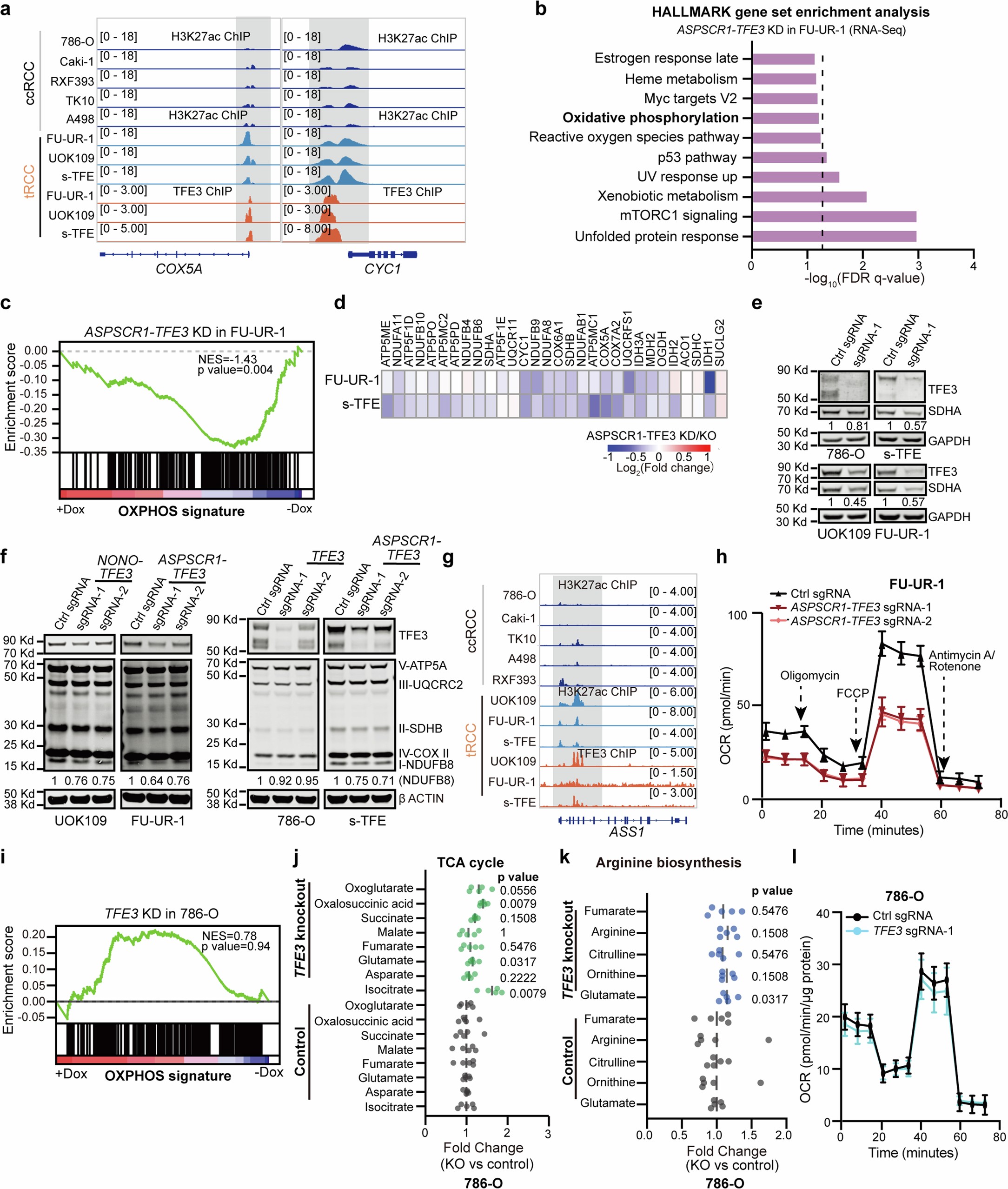 Extended Data Fig. 3: Transcriptional activation of OXPHOS genes by TFE3 fusions.