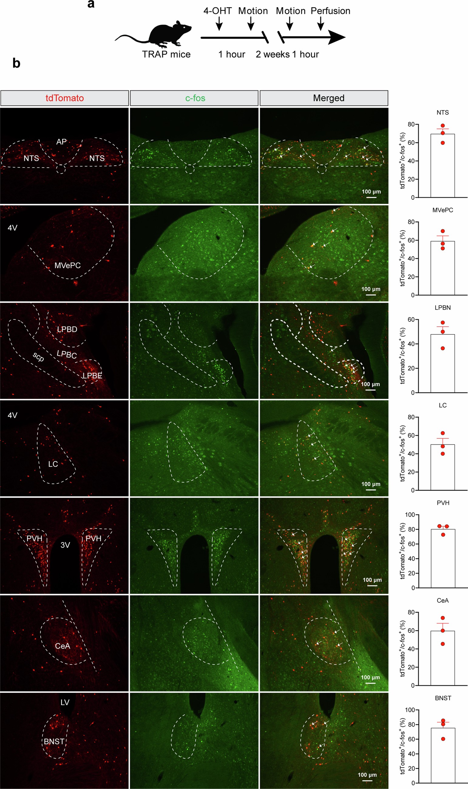 Extended Data Fig. 3: Validation of ‘TRAP’ed motion-specific neurons via c-fos immunostaining.