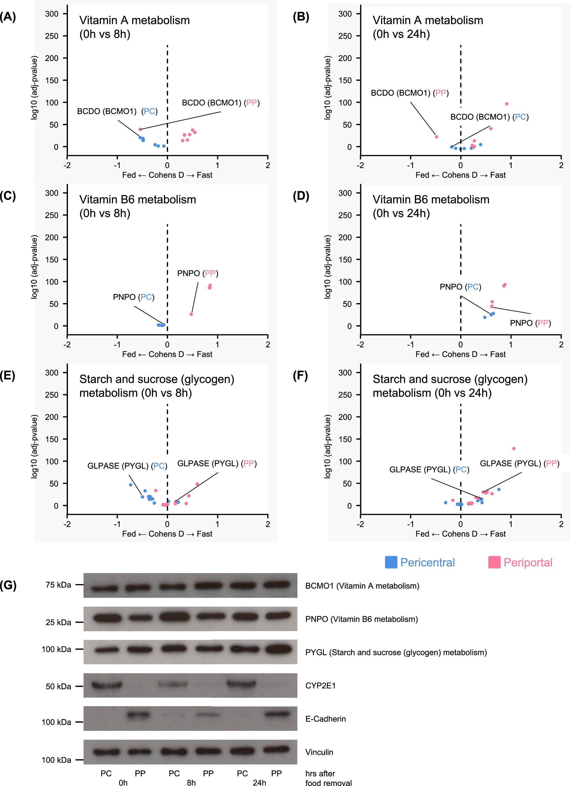 Extended Data Fig. 3: Compass analyses of several gene pathways that are not altered in the fed, fasted or starvation state.
