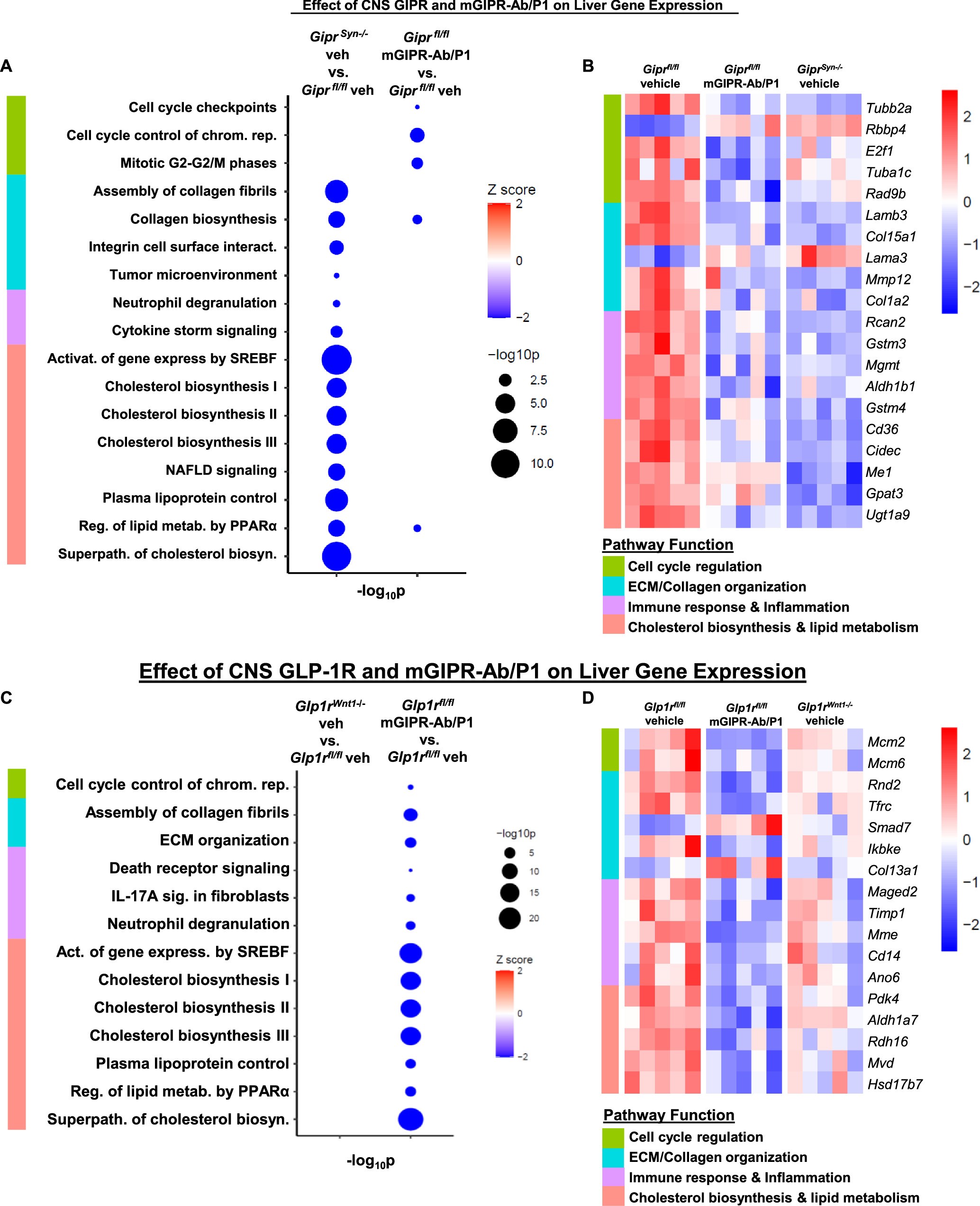 Extended Data Fig. 6: mGIPR-Ab/P1 treatment and CNS GIPR KO result in gene expression profile changes in liver.