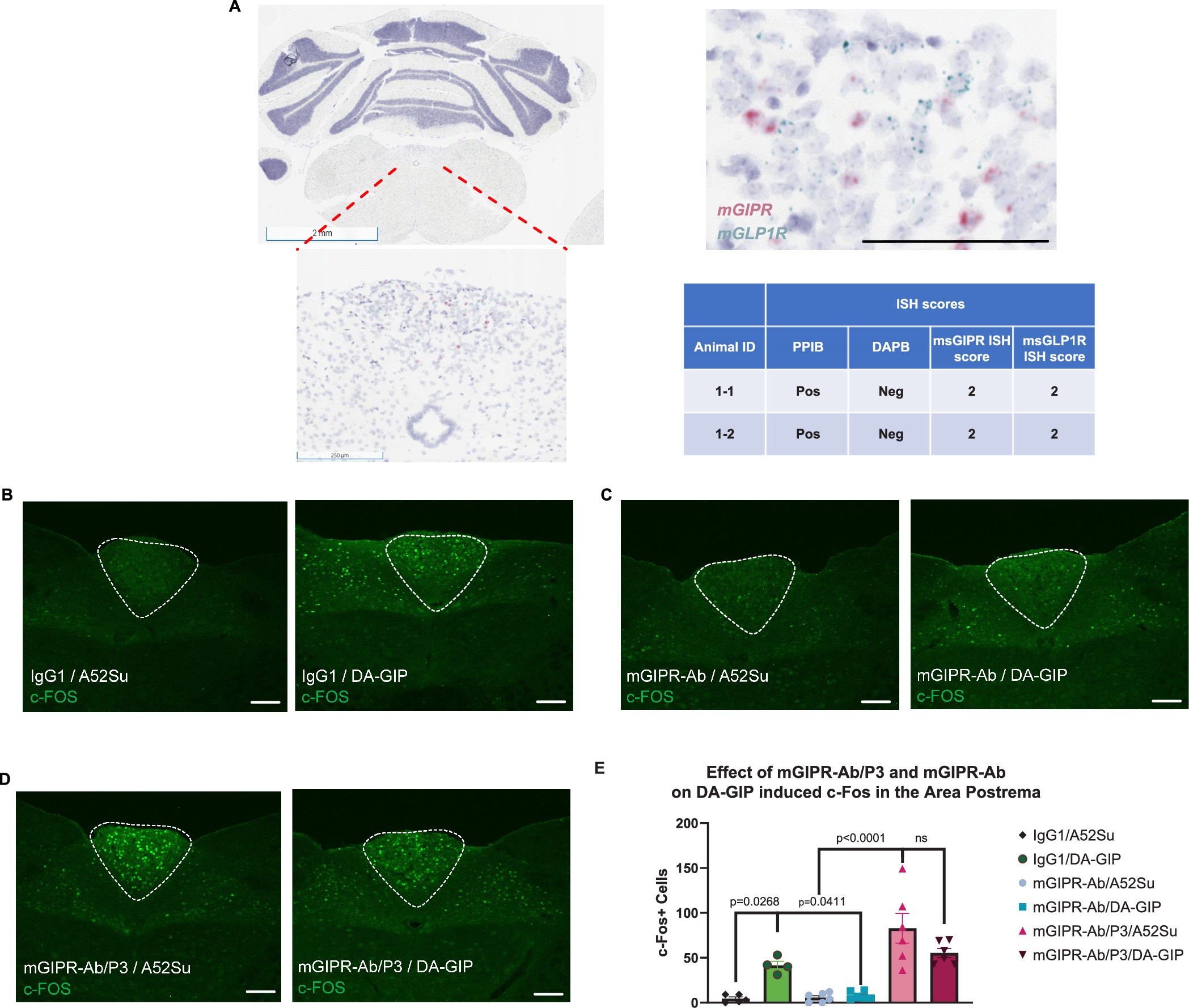 Extended Data Fig. 7: Pre-treatment with mGIPR-Ab and mGIPR-Ab/P3 blocks DA-GIP- induced c-FOS in the mouse brain.