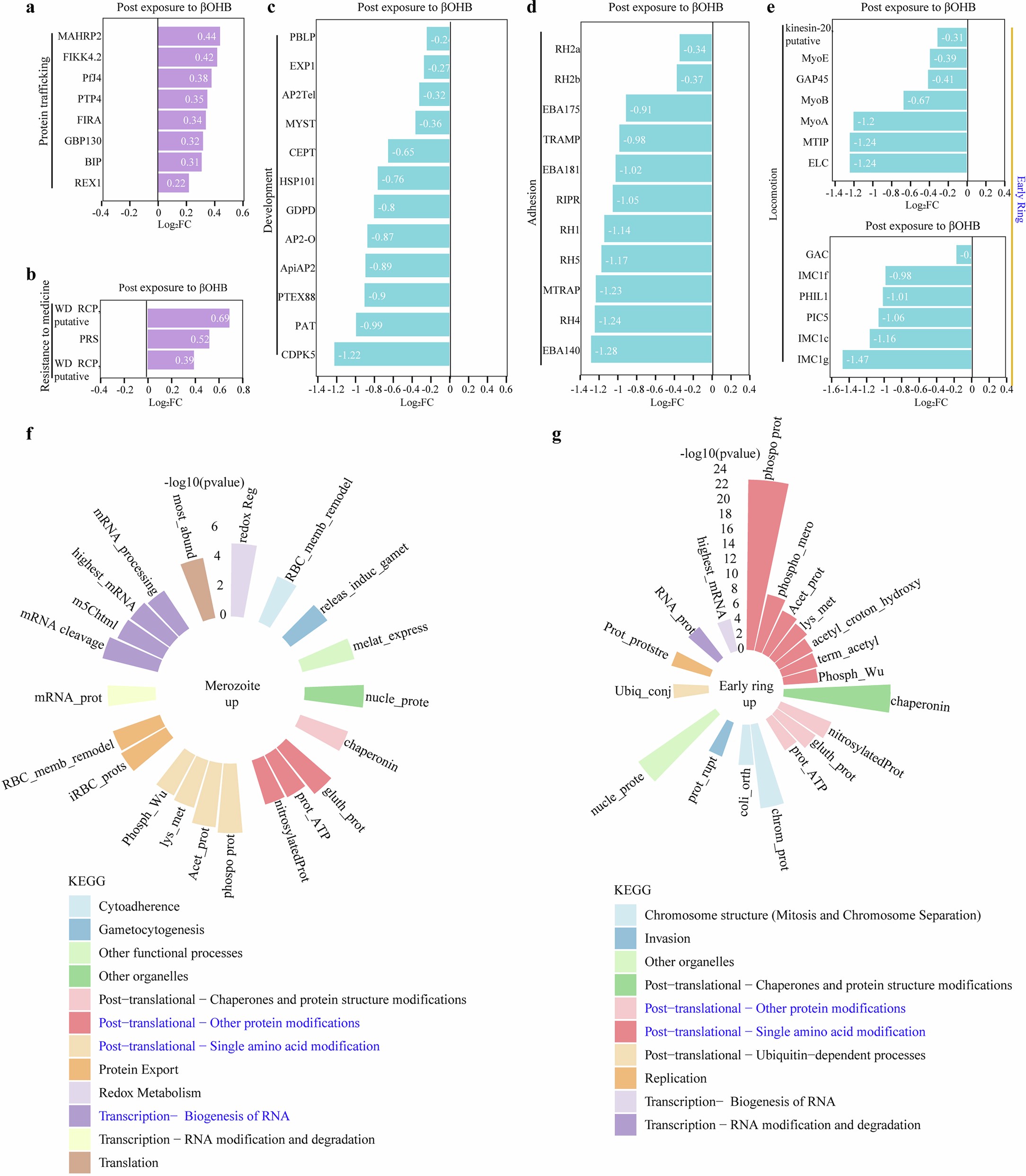 Extended Data Fig. 9: Bar chart of DEGs in P. falciparum 3D7 at the early ring stage and KEGG enrichment results in merozoite and early ring stages post βOHB treatment.