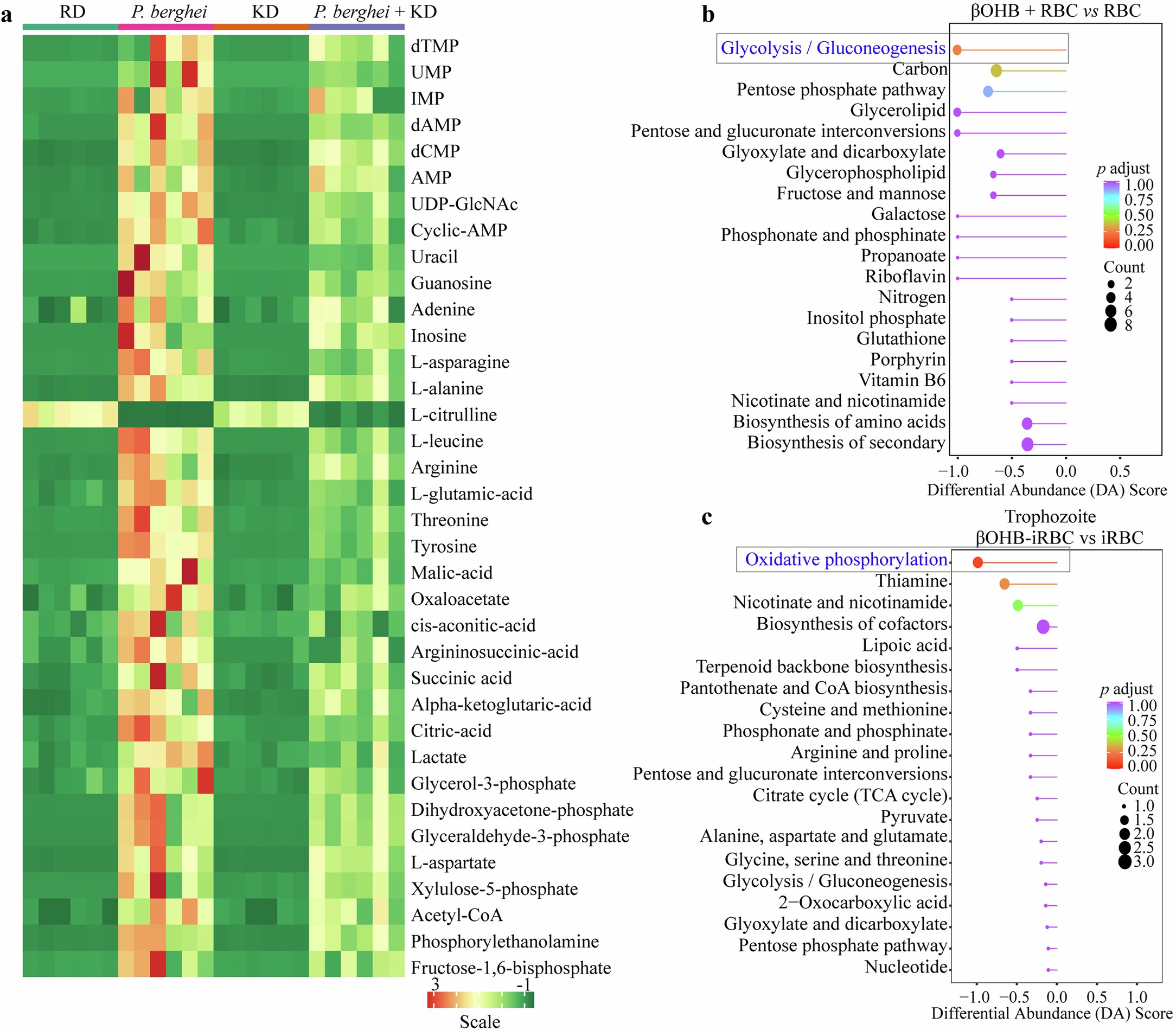 Extended Data Fig. 3: The KEGG enrichment results revealed that the oxidative phosphorylation pathway in βOHB-treated P. falciparum 3D7 parasites at the trophozoite stage was substantially downregulated.