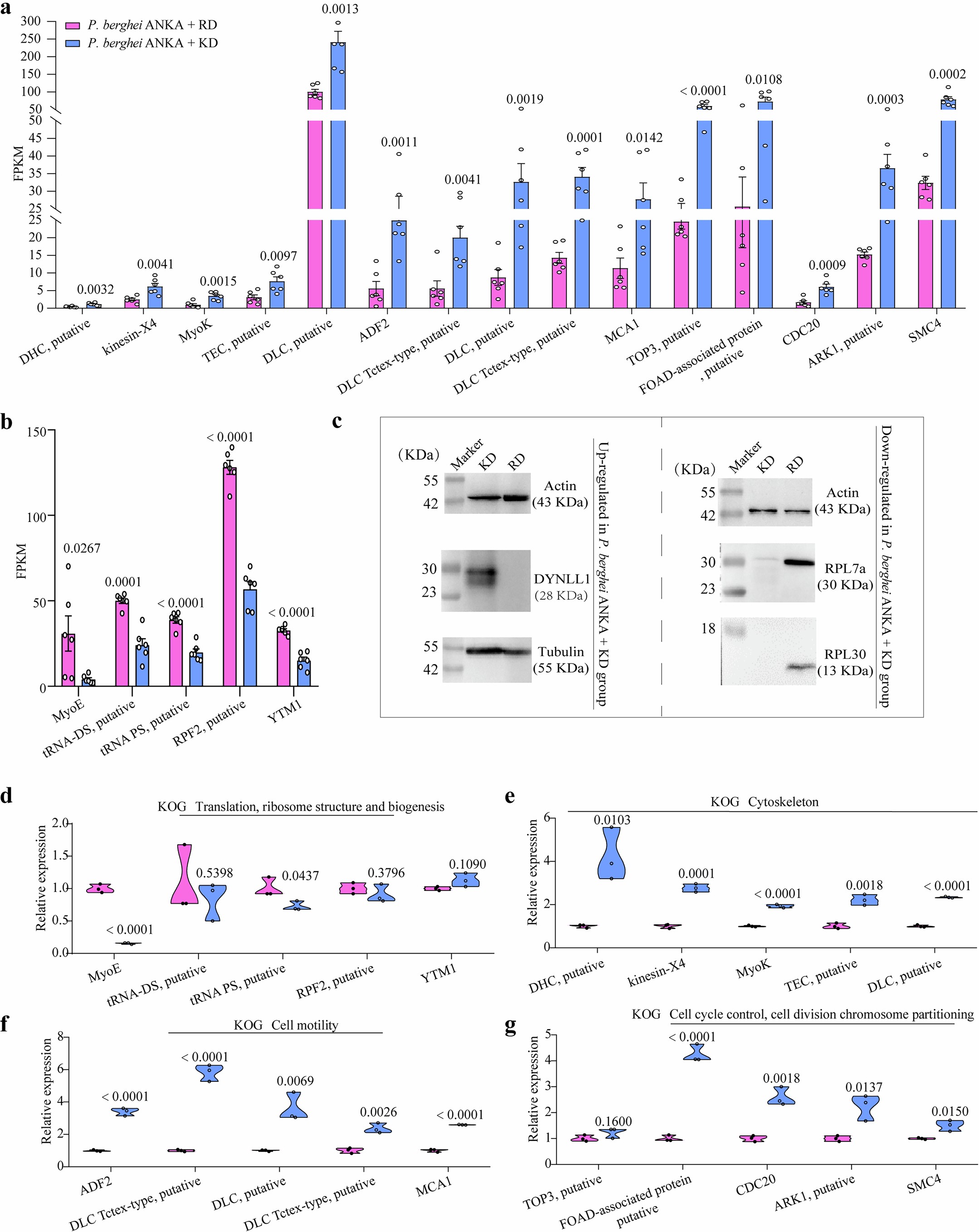 Extended Data Fig. 5: qPCR and Western blotting verified the accuracy of the transcriptome results.