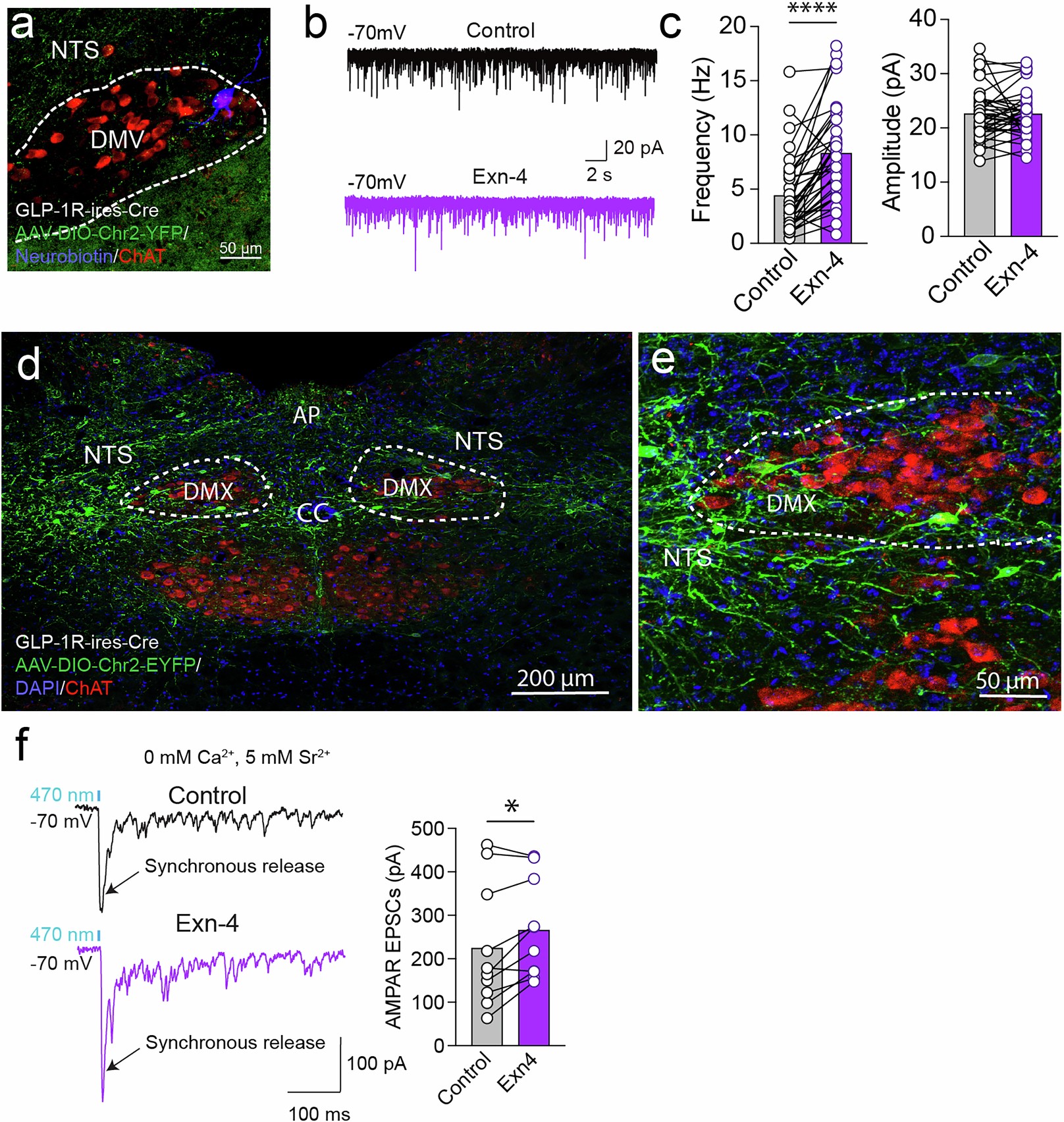 Extended Data Fig. 3: GLP-1R mediated signaling enhances DVC neuron synaptic inputs.
