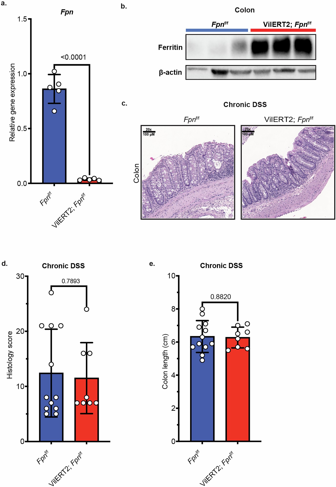 Extended Data Fig. 3: Intestinal FPN deletion has no effects on chronic colitis.