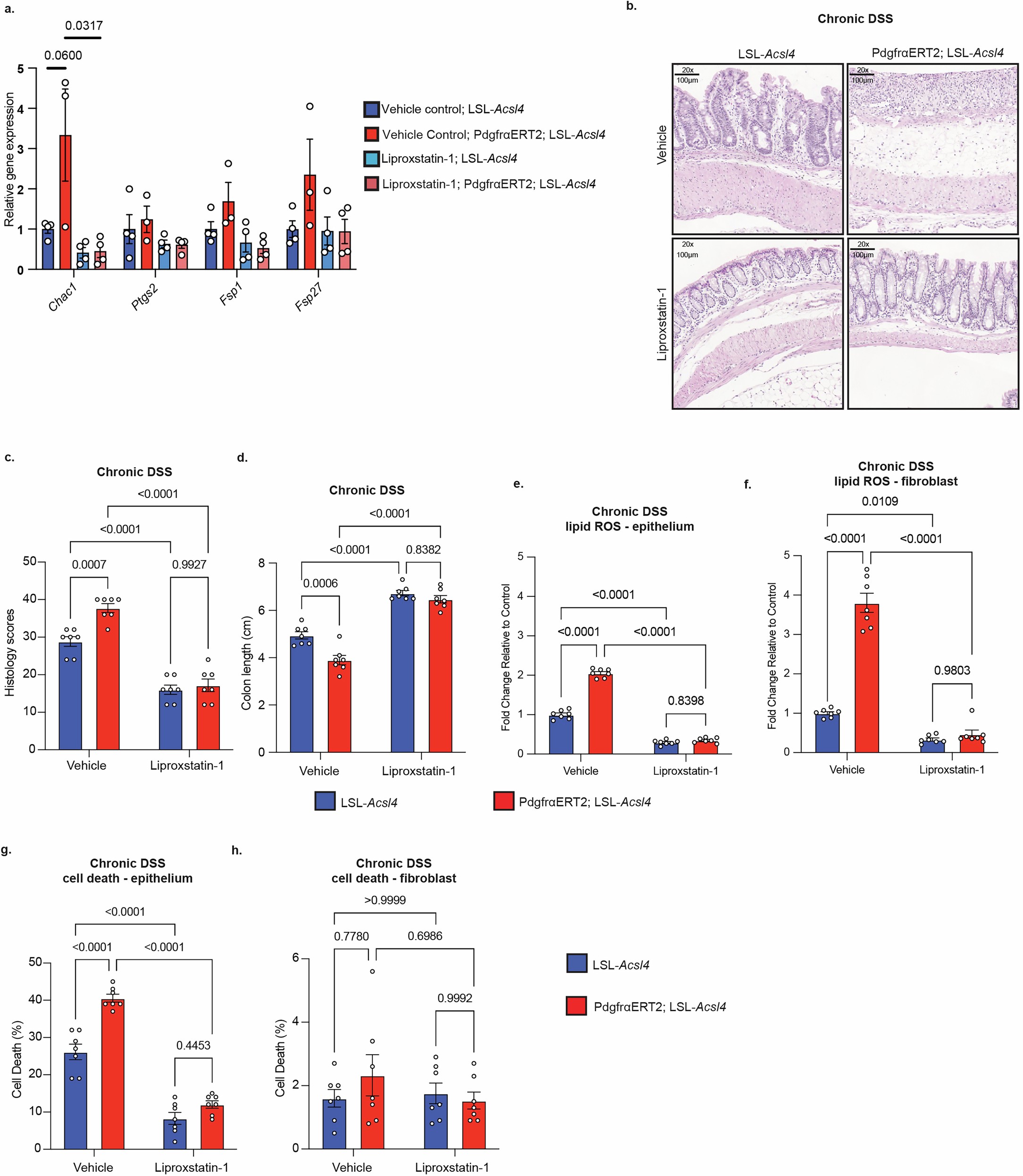 Extended Data Fig. 6: Overexpression ACSL4 in fibroblasts worsens chronic DSS induced colitis.