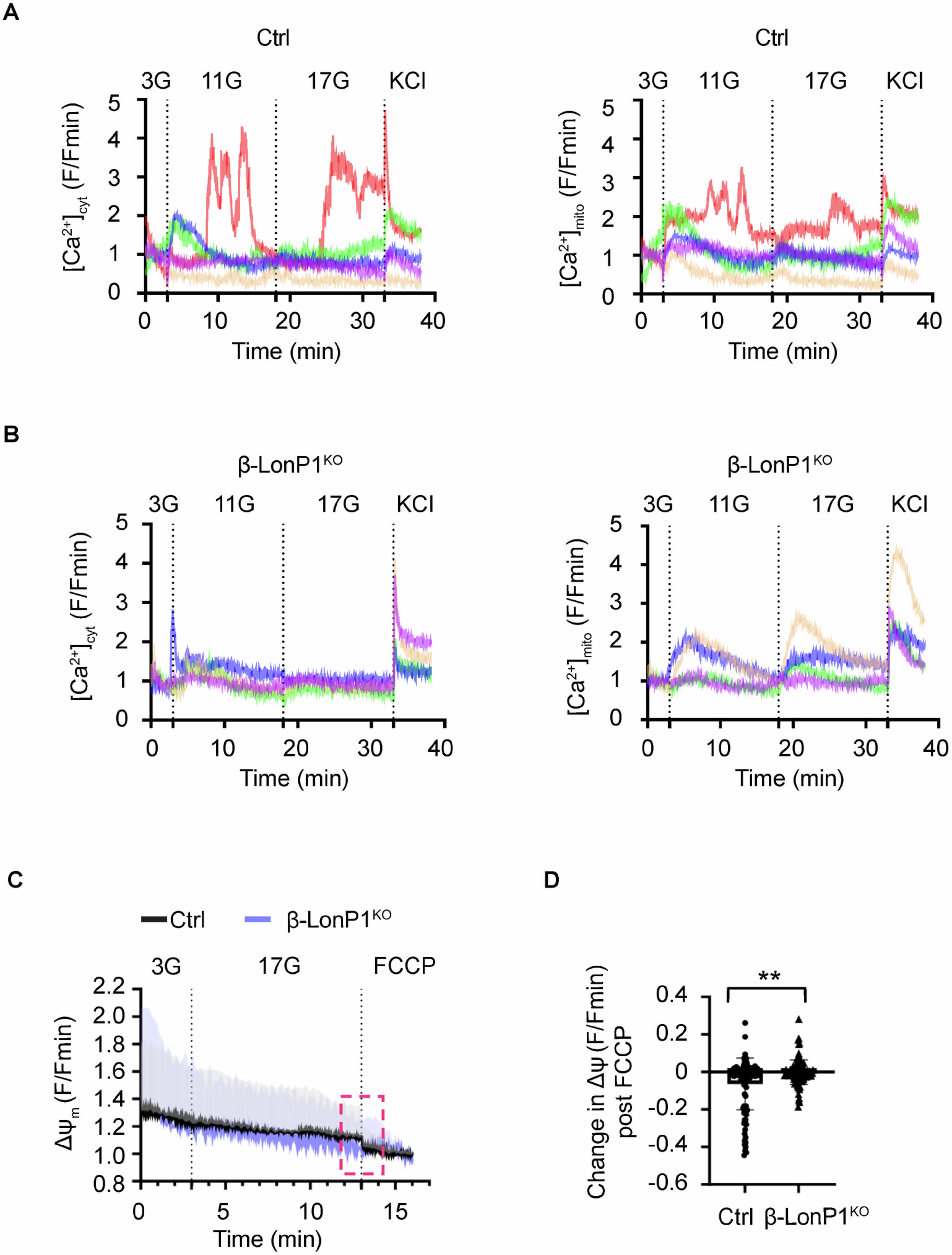 Extended Data Fig. 8: Examination of relative single cell cytosolic and mitochondrial Ca2+ concentrations as well as mitochondrial membrane potential following β-cell LONP1 deficiency.