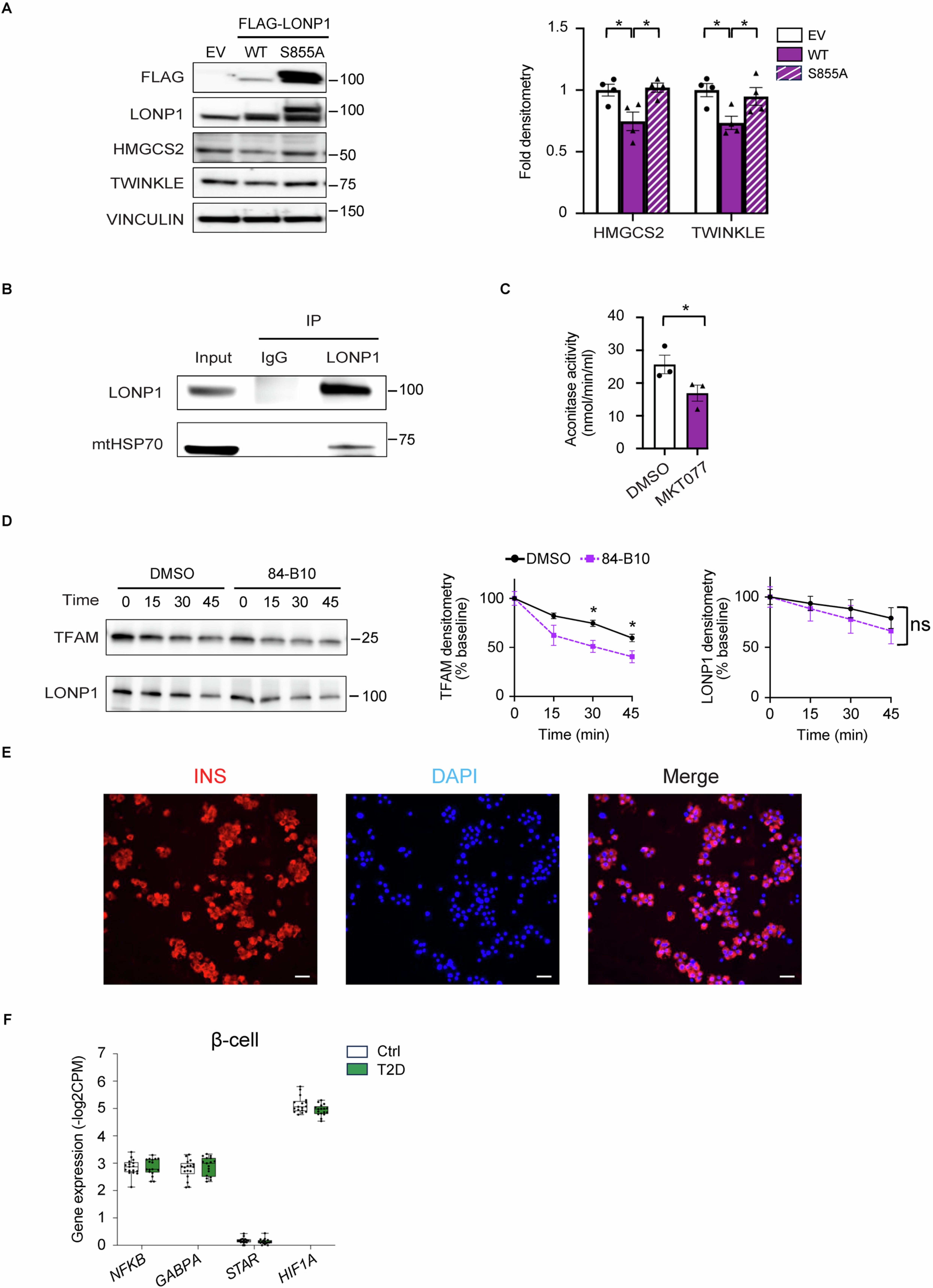 Extended Data Fig. 10: Examination of LONP1 activity, interaction with mtHSP70, pharmacologic activation, and transcriptional regulation in pancreatic β-cells.