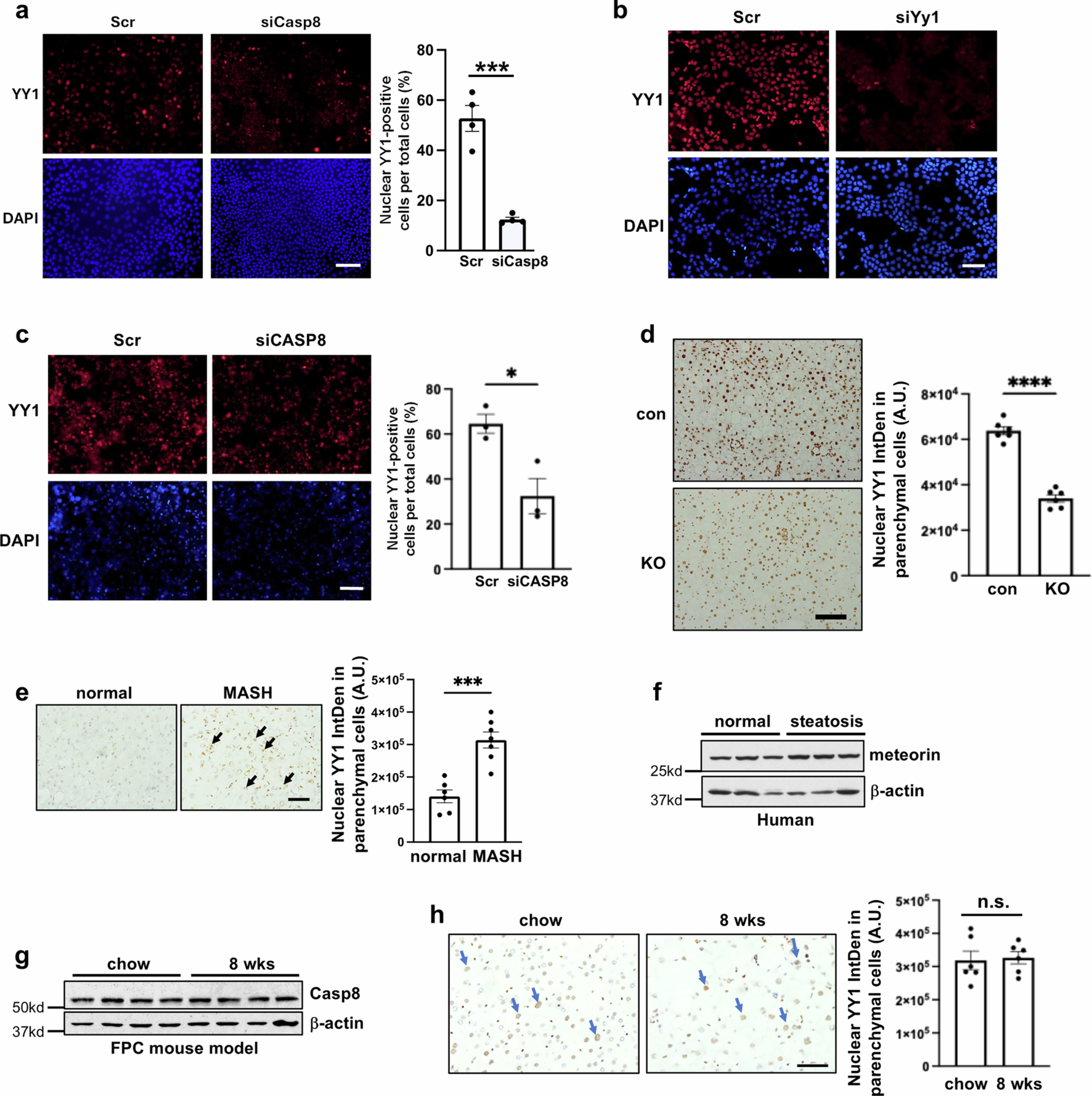 Extended Data Fig. 5: Extended information on the role of YY1 in Metrn induction, data related to Figs. 5 and 6.