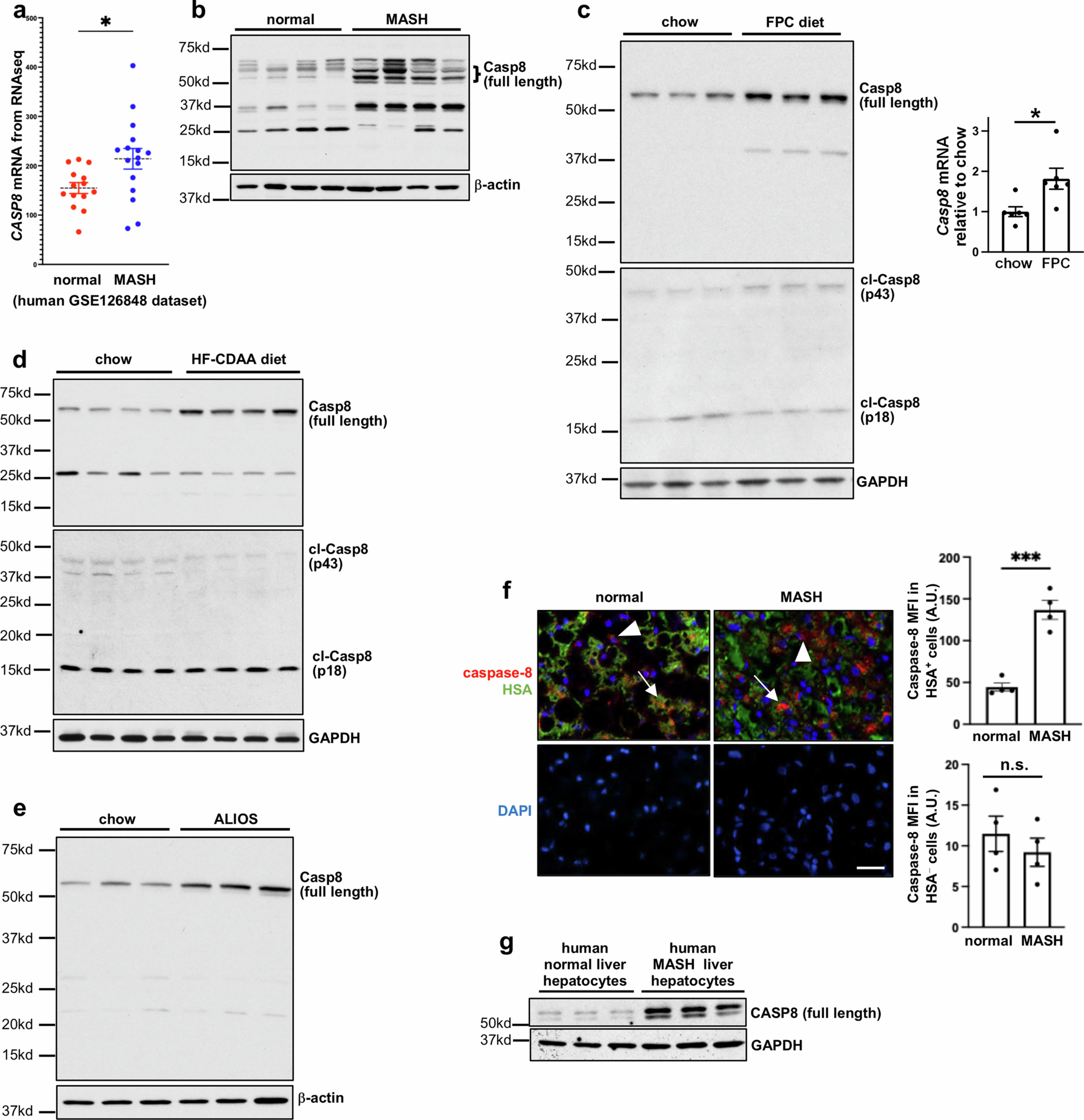 Extended Data Fig. 1: Extended information for experiments in which hepatocyte caspase-8 was deleted in MASH mice, data related to Fig. 1.