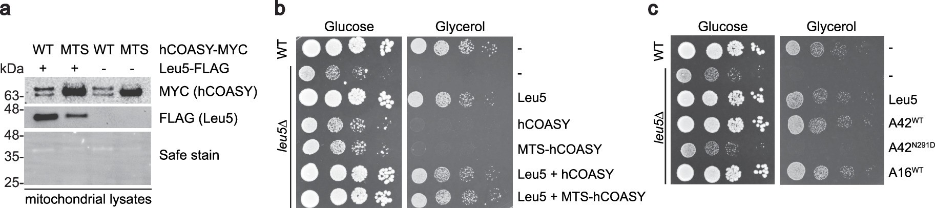 Extended Data Fig. 8: Disease mutant A42N291D and mitochondrial matrix-targeting MTS-COASY cannot rescue loss of mito CoA transporter in leu5 deletion yeast strain.