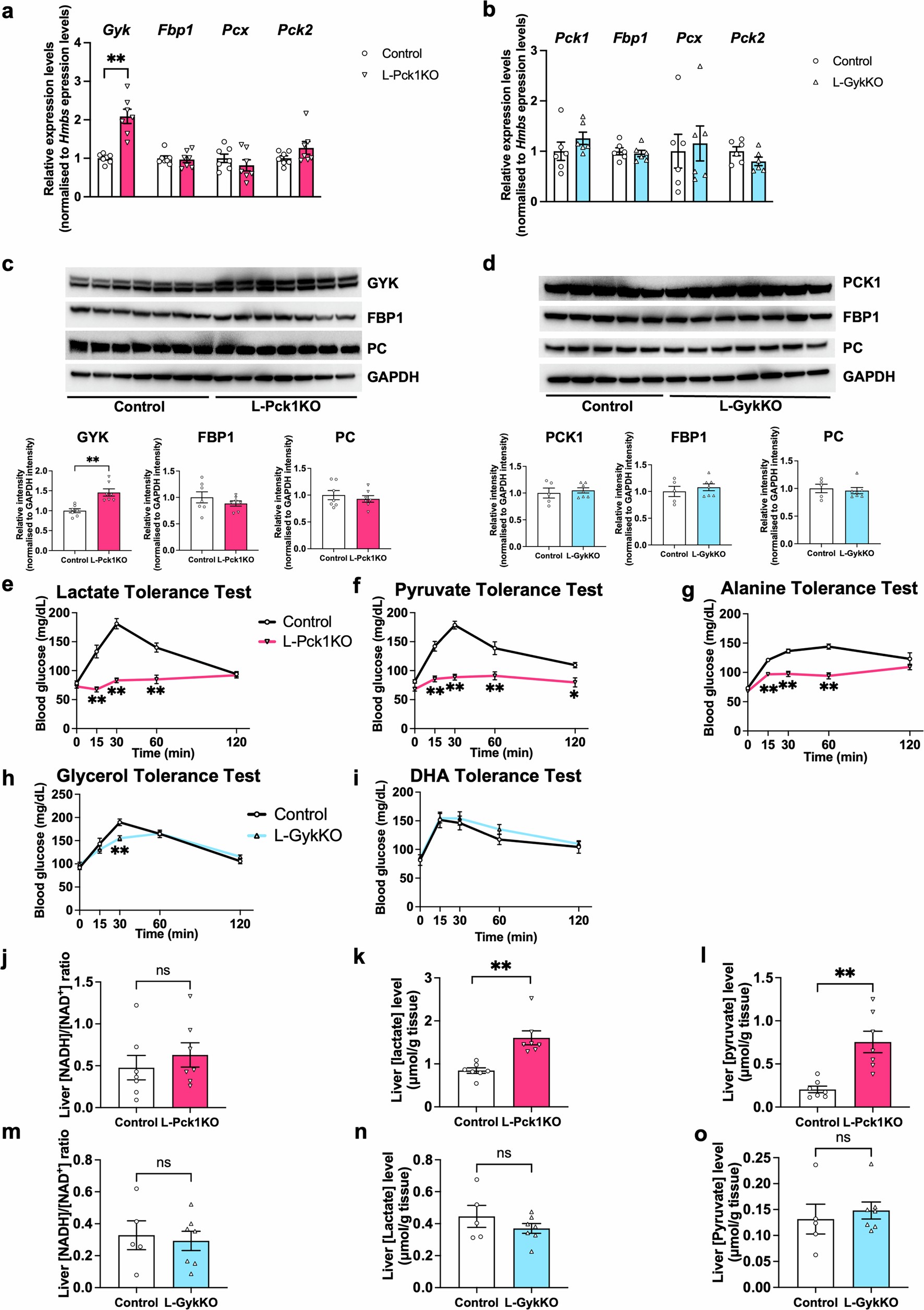 Extended Data Fig. 4: The alterations in gluconeogenic enzyme expressions and responses to gluconeogenic substrates in L-Pck1KO and L-GykKO mice.