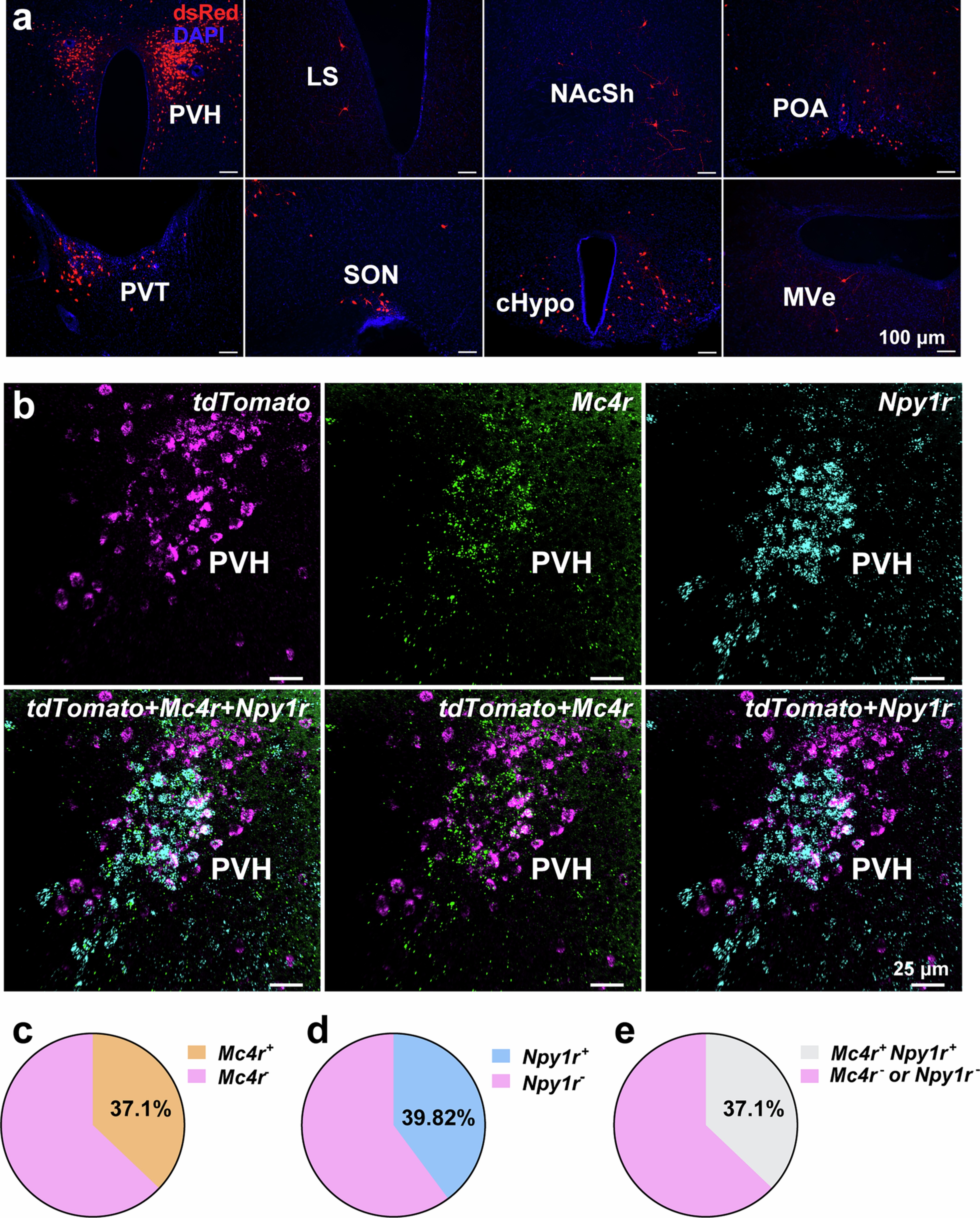 Extended Data Fig. 3: Rabies tracing from Lac-Phe-activated PVH neurons.