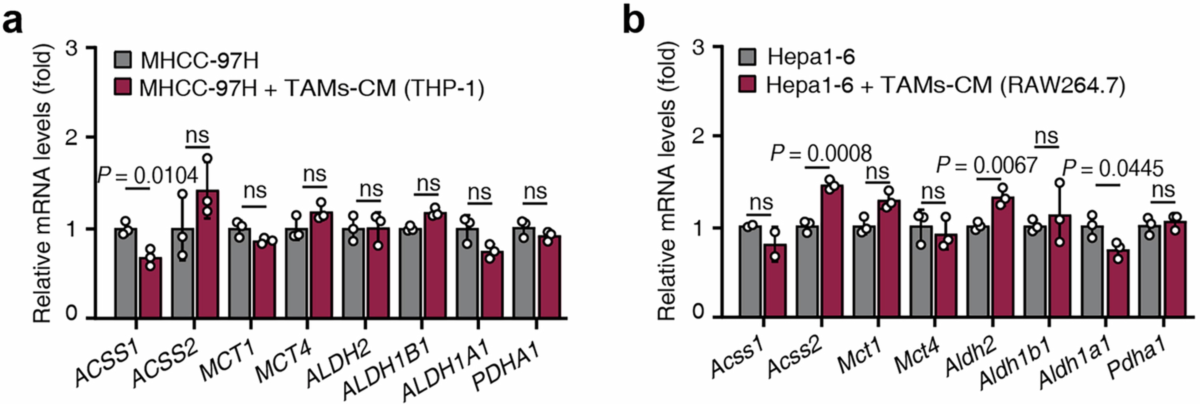 Extended Data Fig. 3: TAMs does not affect the expression of genes involved in acetate metabolism in HCC cells.