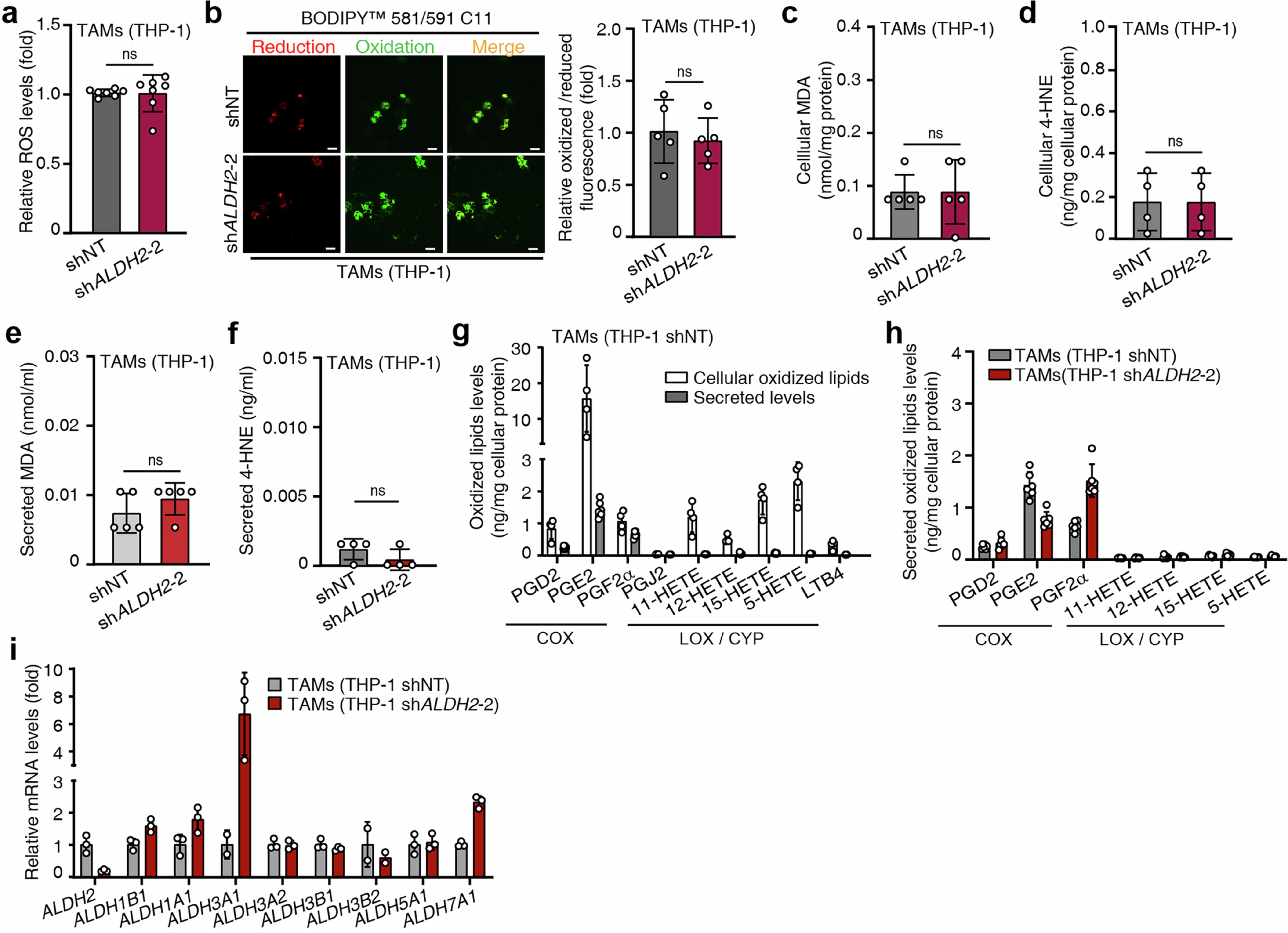 Extended Data Fig. 6: Silencing of ALDH2 expression does not lead to the accumulation of oxidized lipids and reactive aldehydes in TAMs.