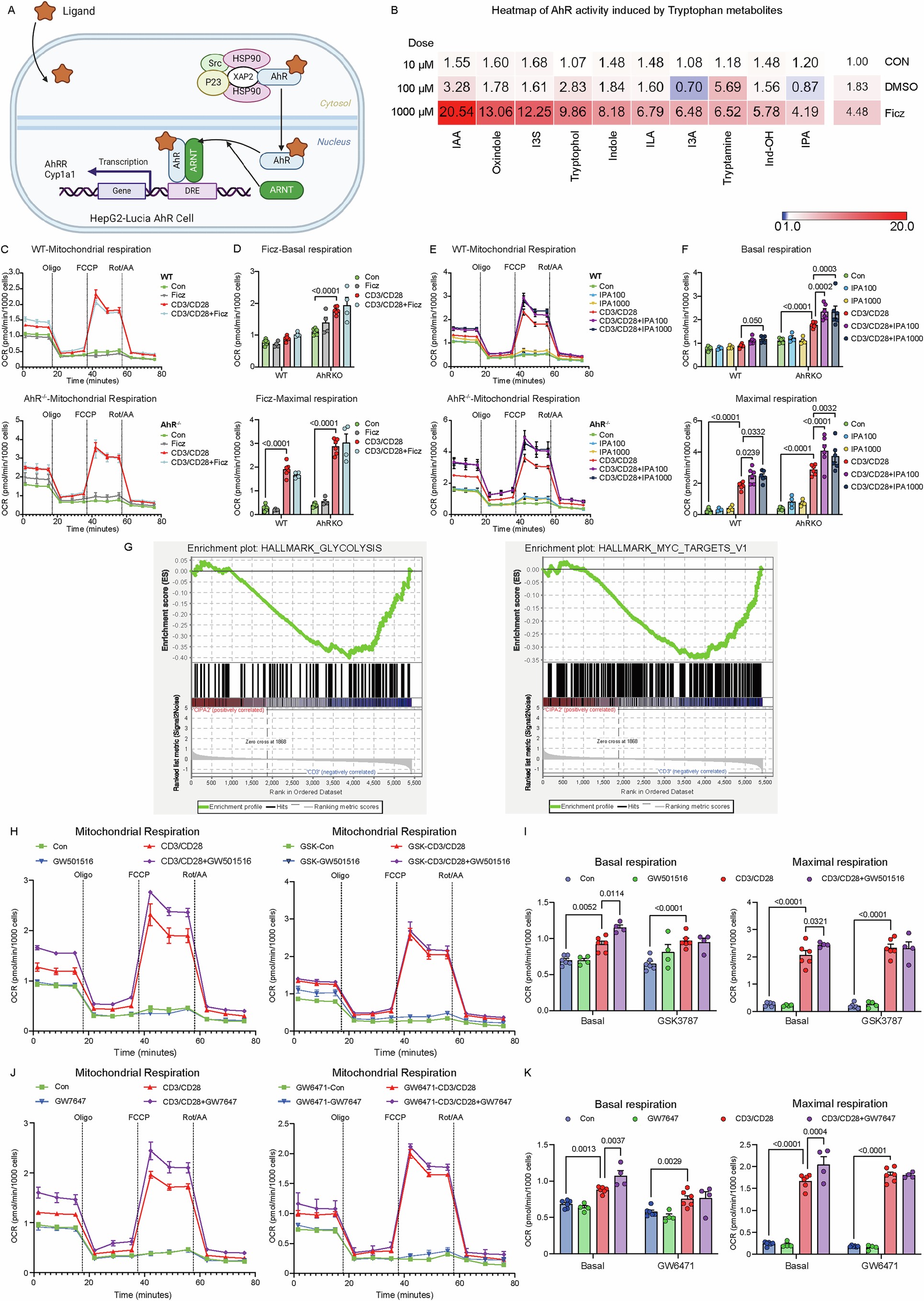 Extended Data Fig. 6: The effect of IPA on CD4 + T cell energy metabolism is mediated by the PPARβ/δ nuclear receptor, not the canonical AhR signalling pathway.